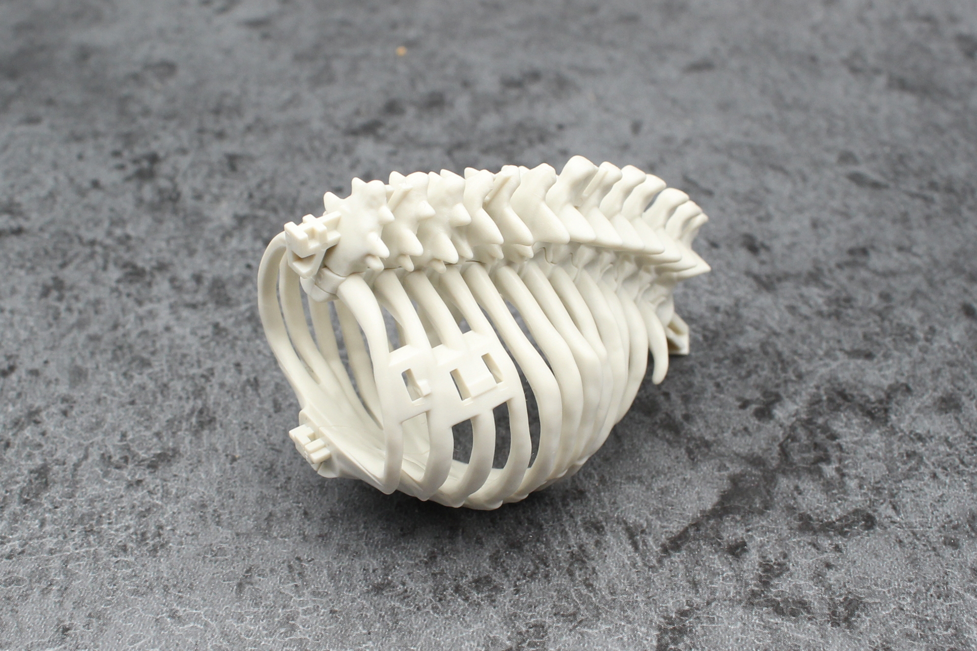 背骨と肋骨が一つの形になる