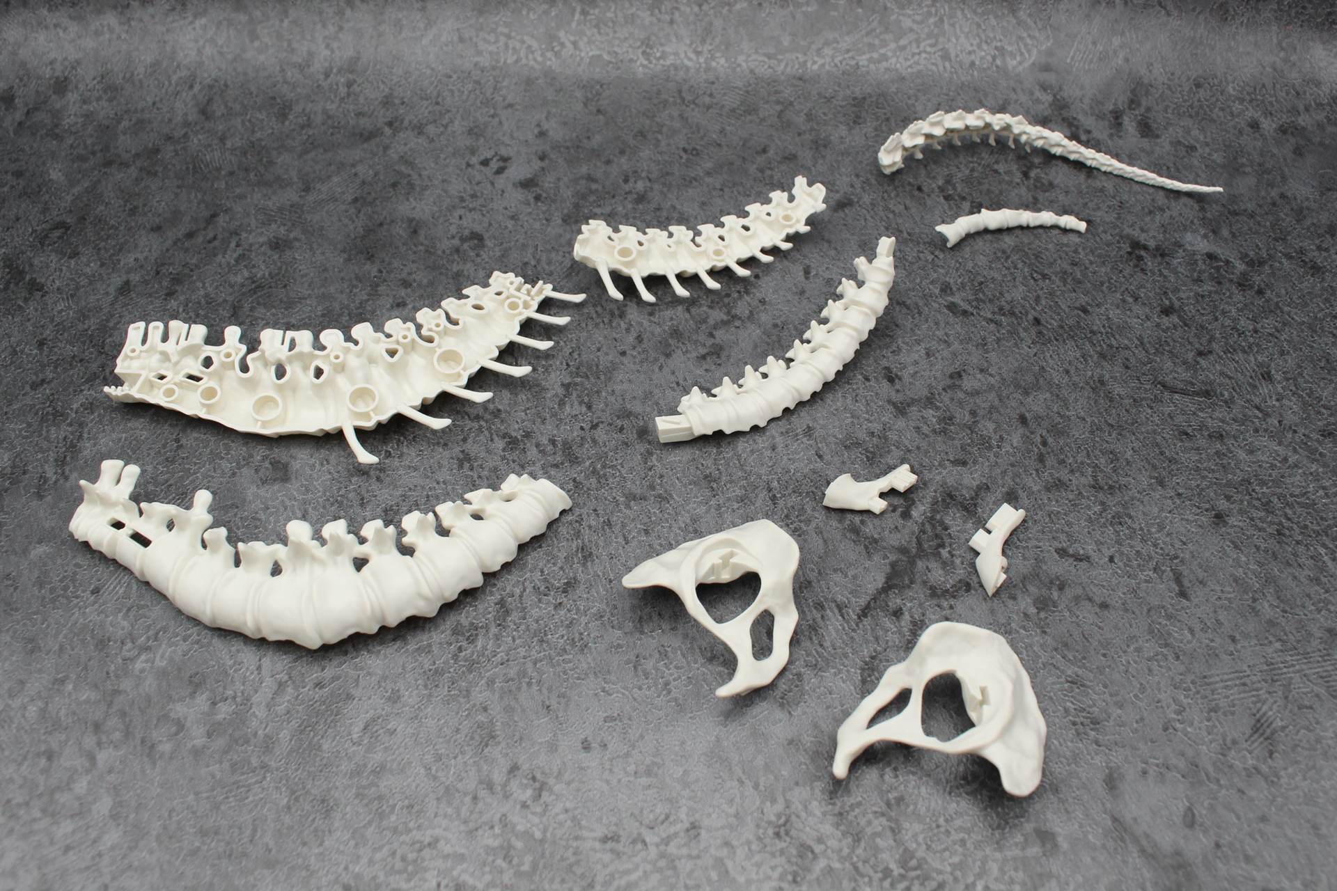 骨盤と尻尾の組み立て