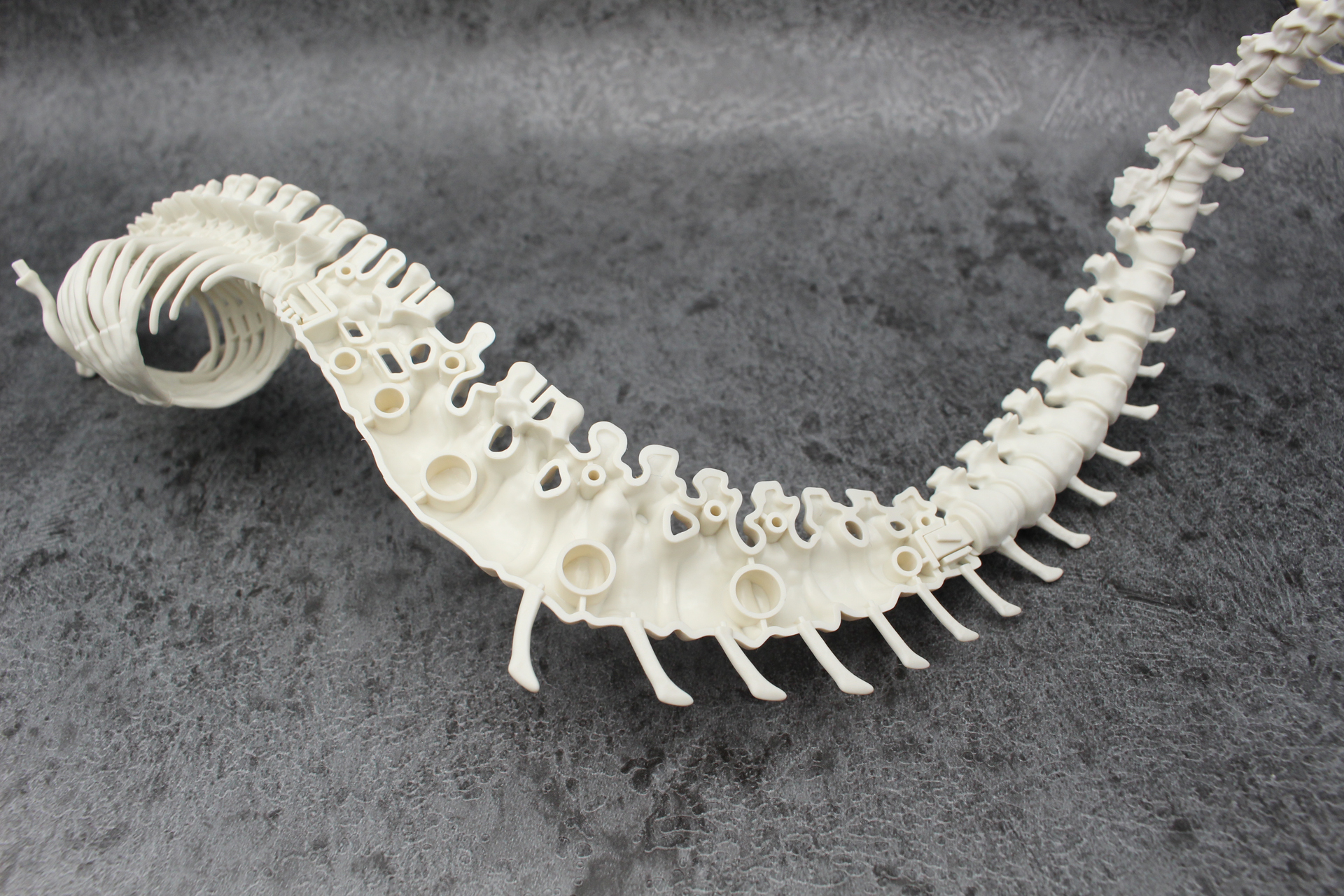 太さのある部分は複数のパーツで設計。尻尾から飛び出している骨を折らないように注意