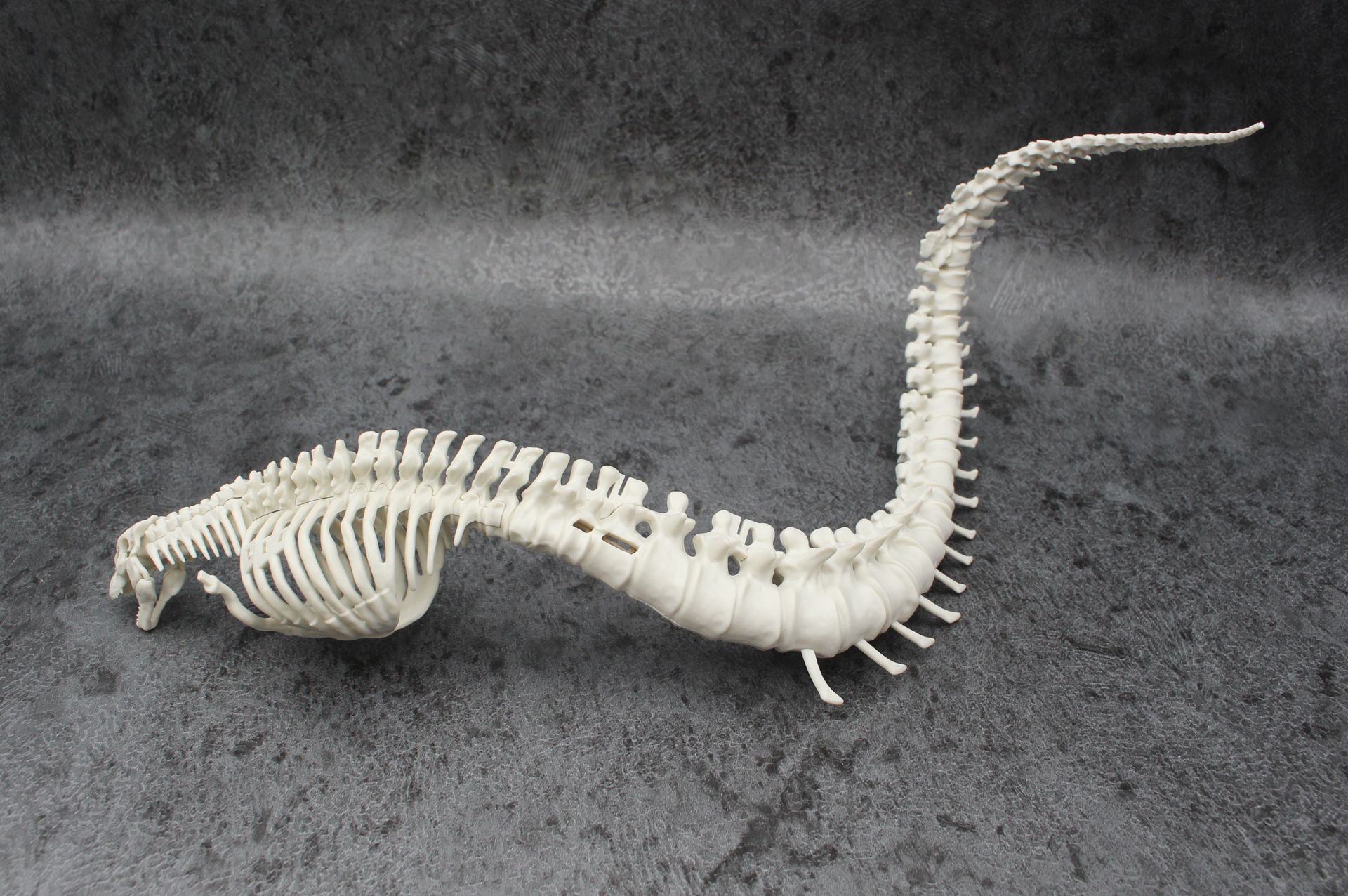 組み立てた尻尾に肋骨のパーツを取り付けておく