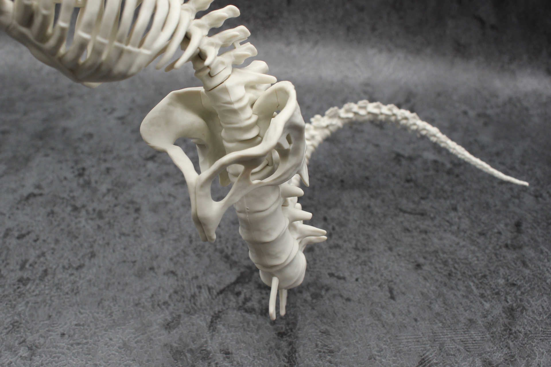 骨盤のパーツを取り付ける