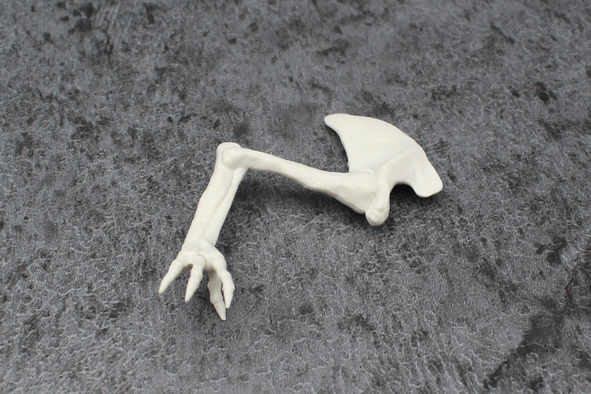 指は左右で形が異なっている