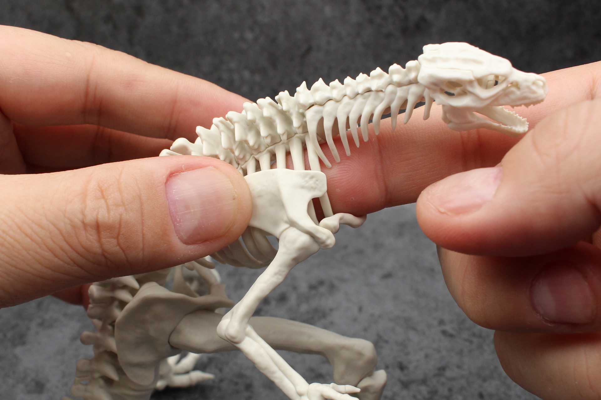 完成した腕を肋骨に取り付ける。取り付ける際は肋骨の裏を指で支えてしっかり押し込もう