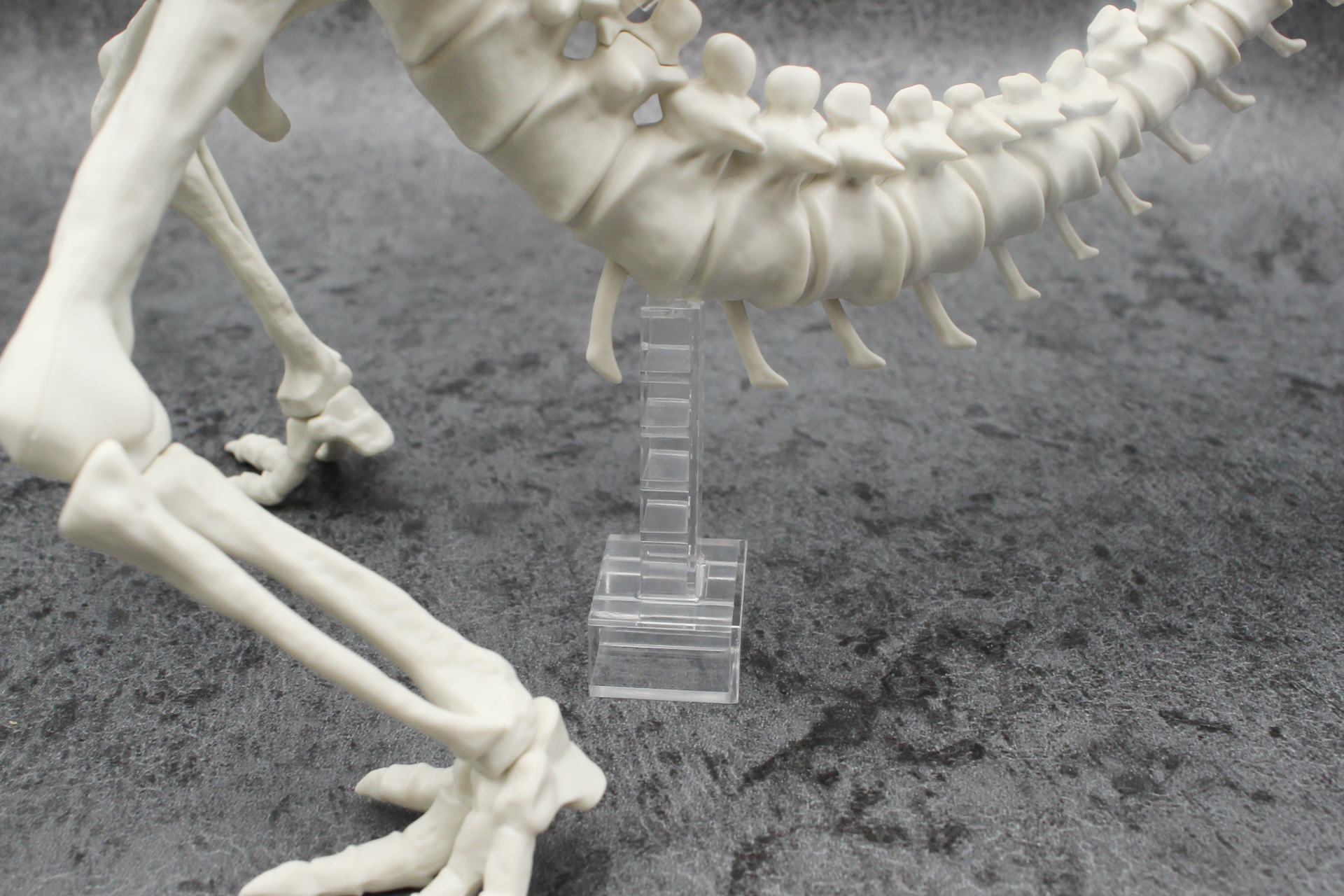 立たせるときは付属の支柱を尻尾の下に設置する。細くて長いほうが骨格用だ