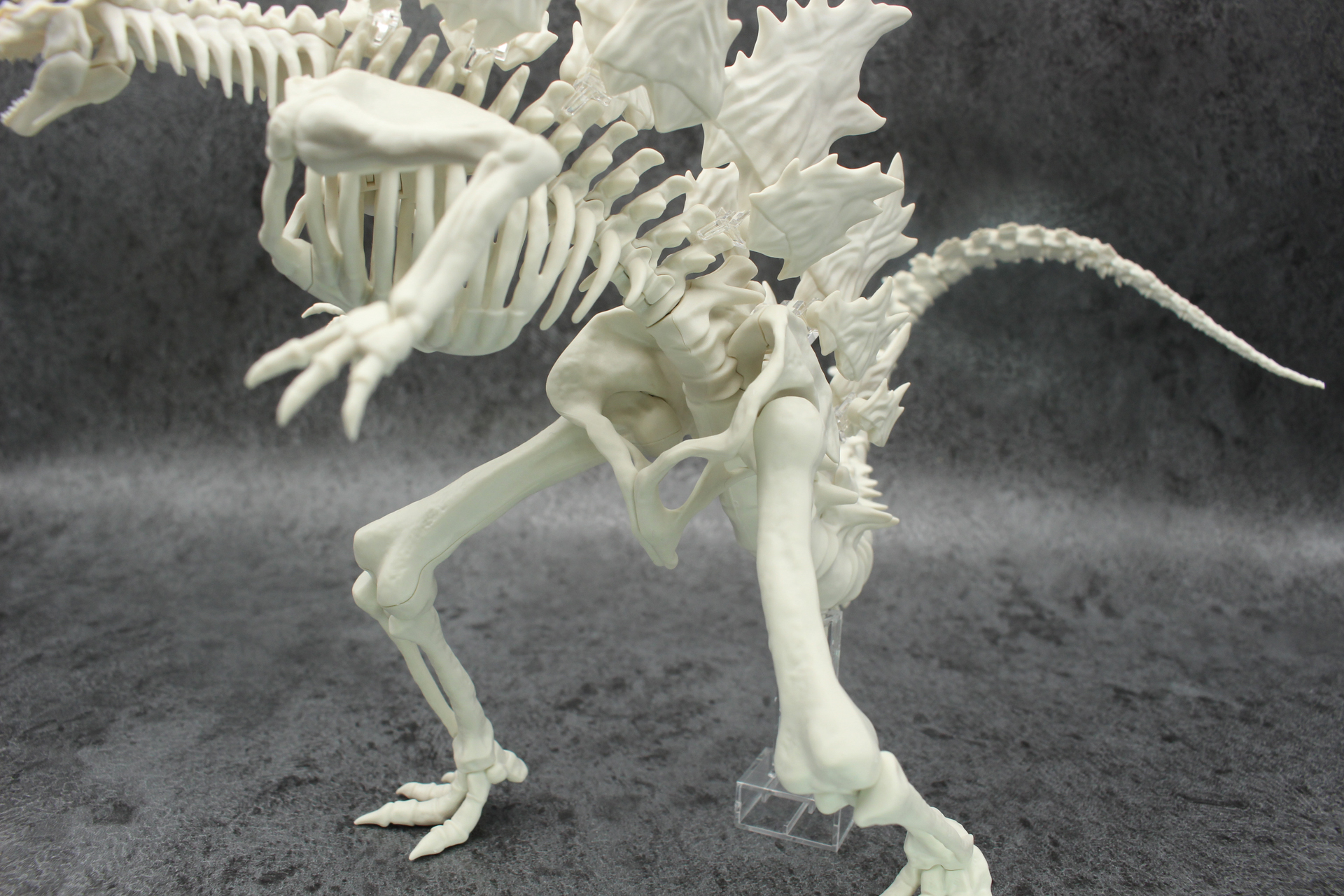 腰には人間のような骨盤が存在しそこに大腿骨がはまっている