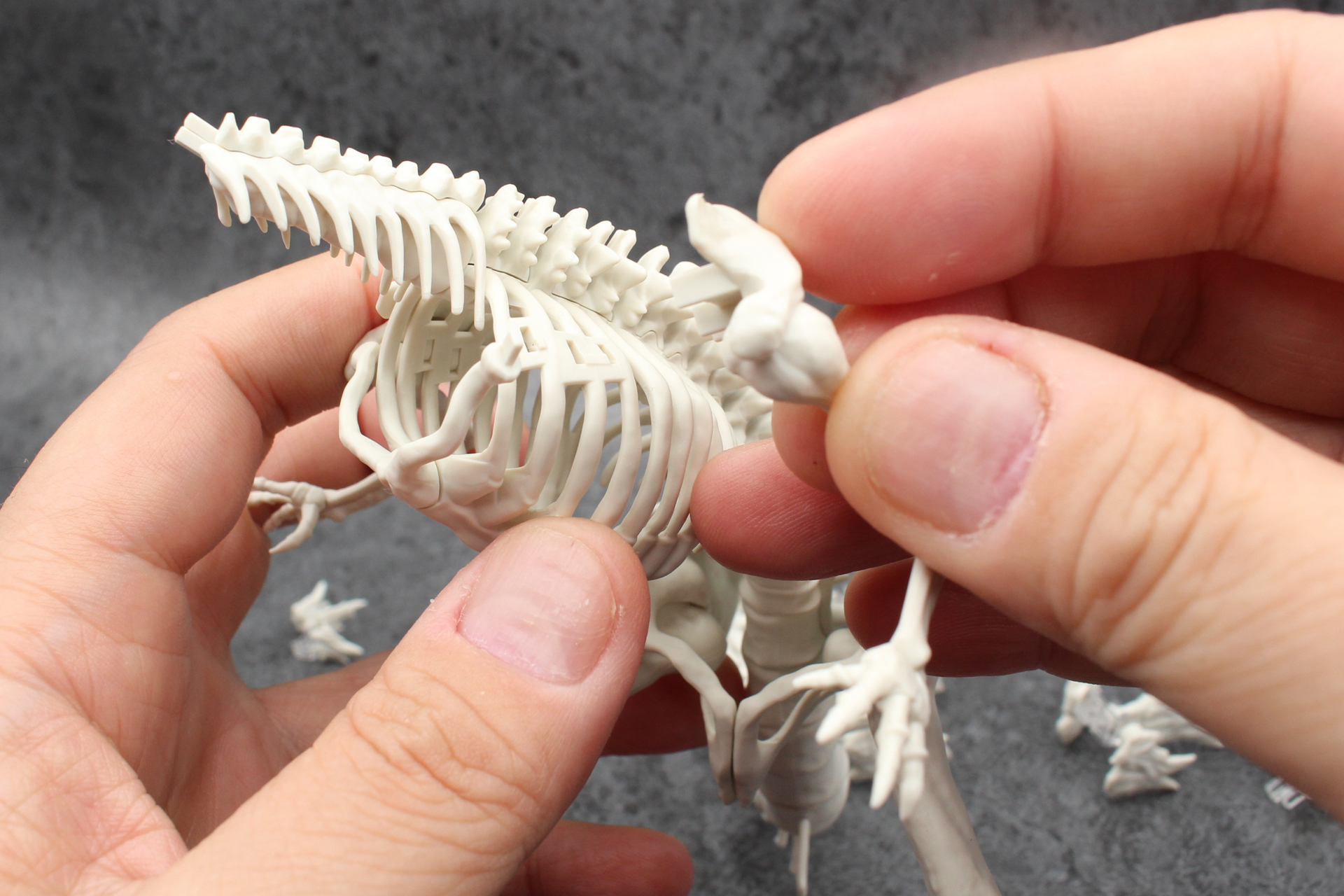 骨格を分解していく。手で取り外せるがパーツセパレーターを使う手段もある