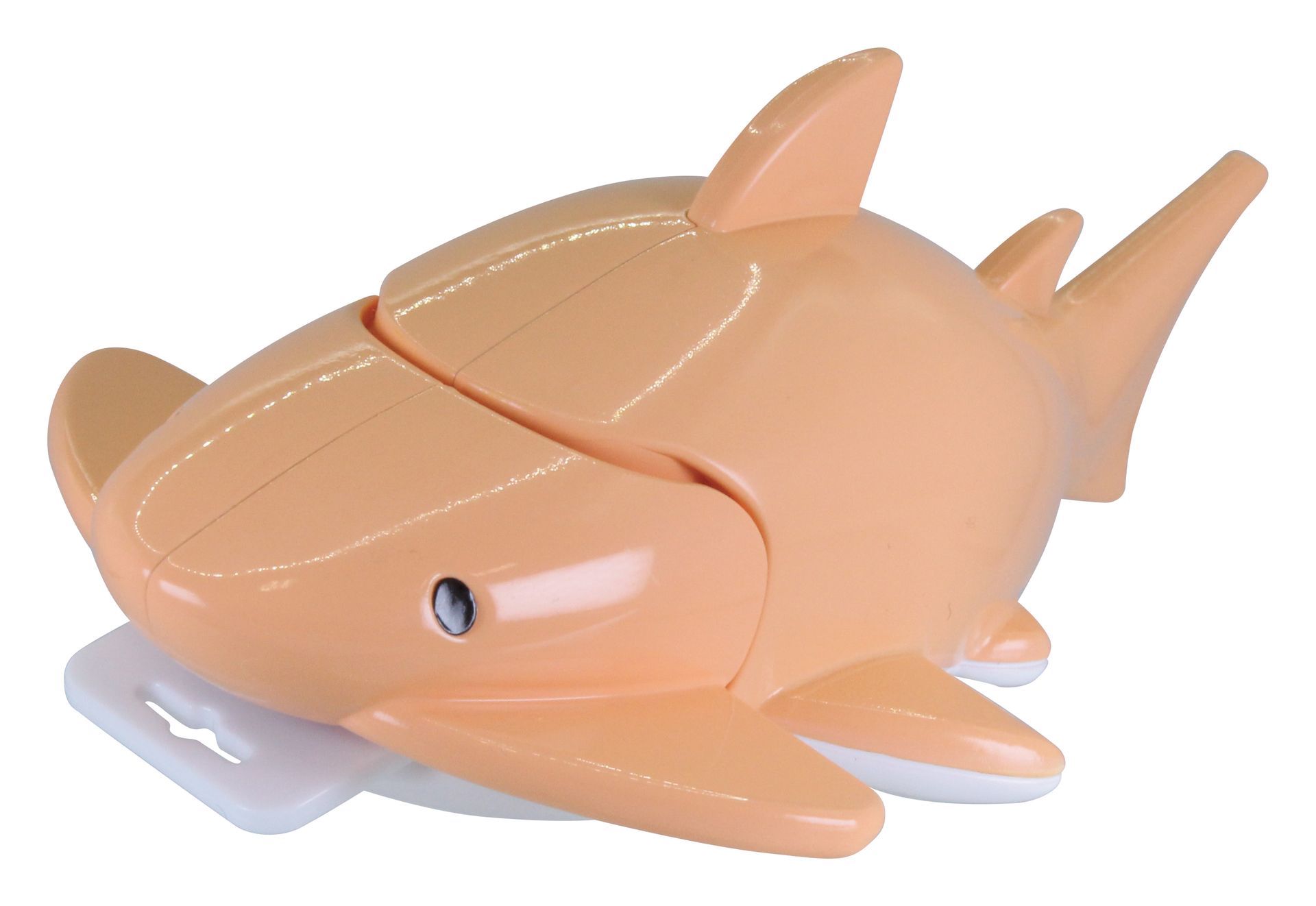 シノノメサカタザメ