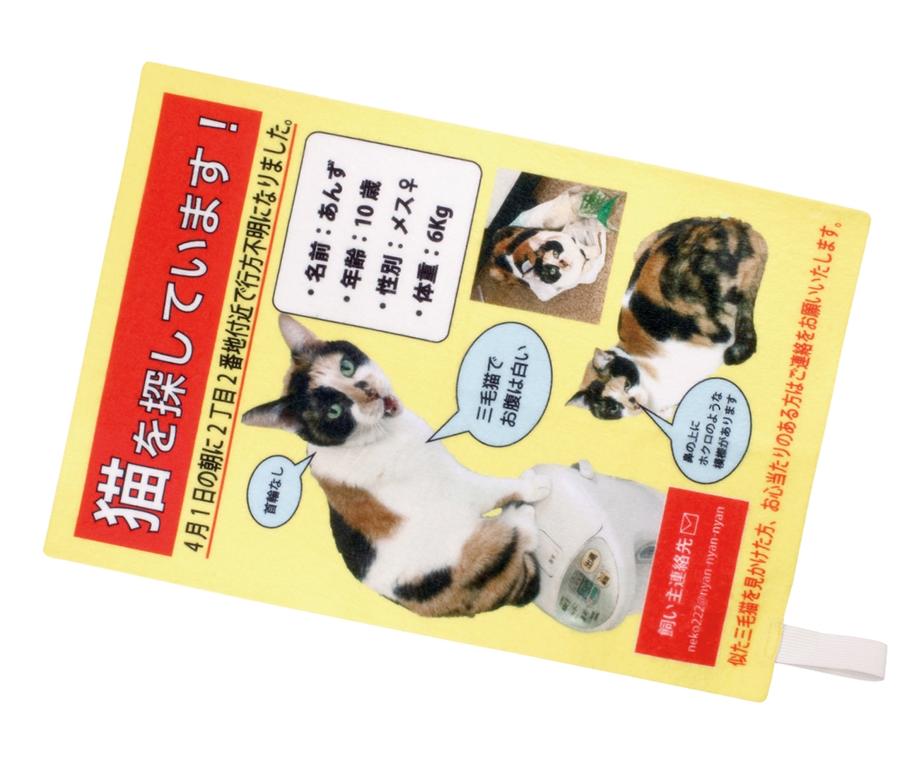 猫を探しています！