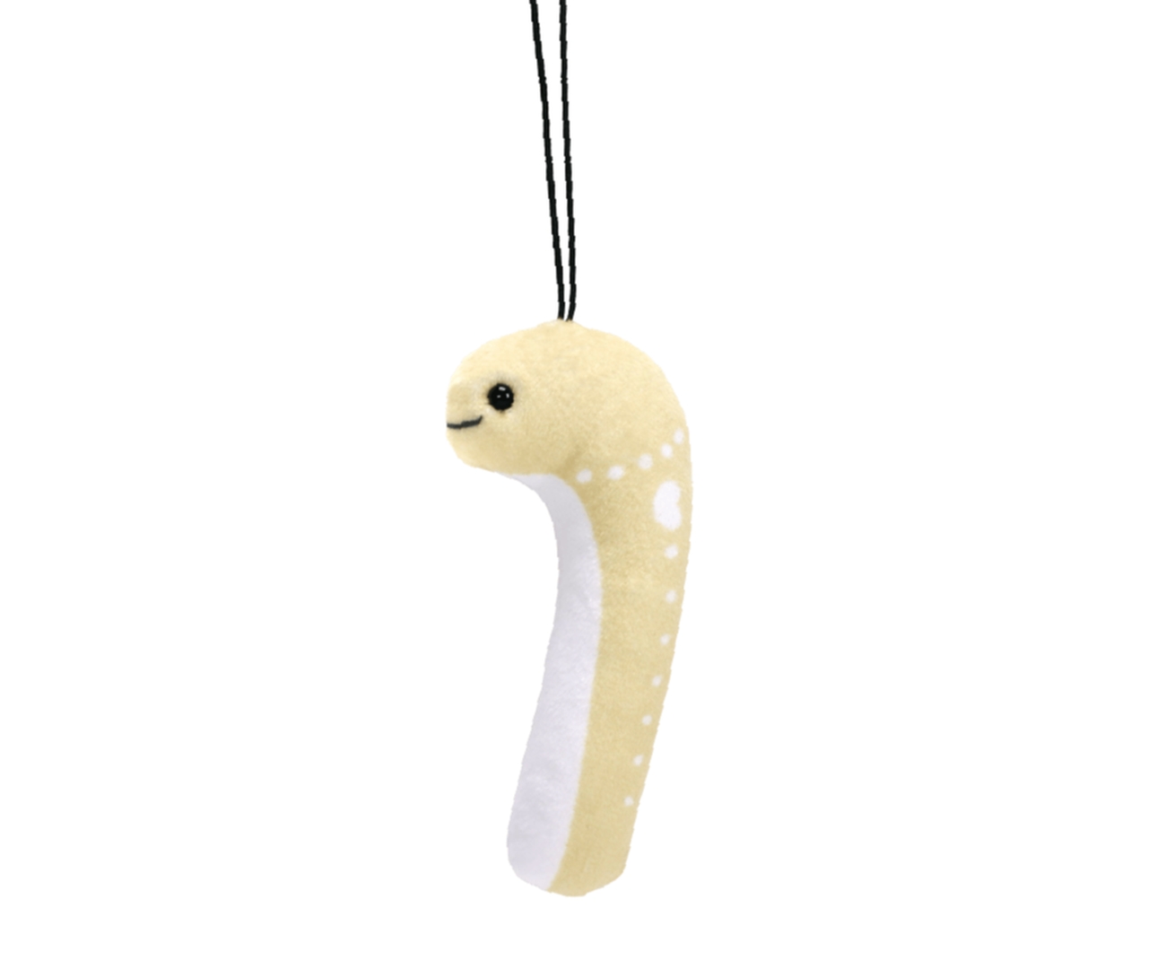 ホワイトスポテッドガーデンイール