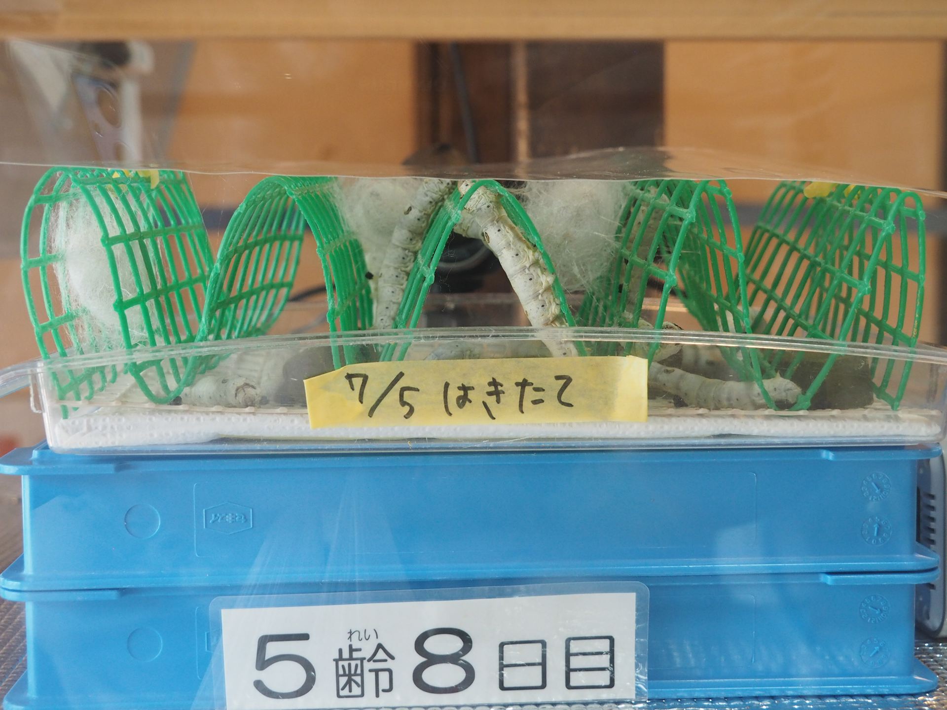 5齢になって8日目だ