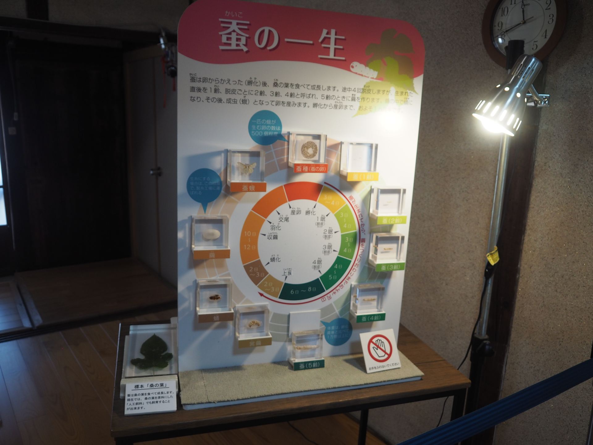 カイコの一生。幼虫は4回脱皮して、5齢のときに繭を作る