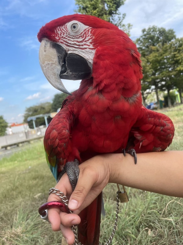 ルリコンゴウインコ