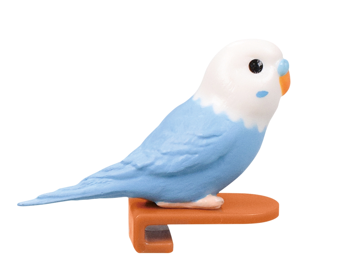 セキセイインコ（ホワイト×ブルー）
