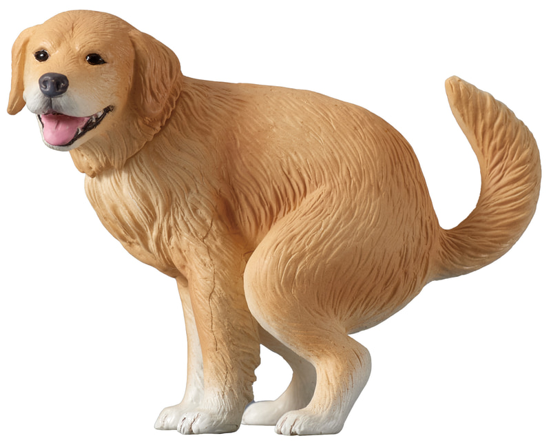 ゴールデンレトリバー