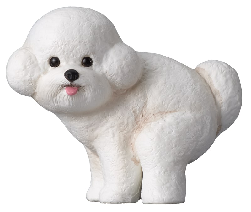 ビションフリーゼ