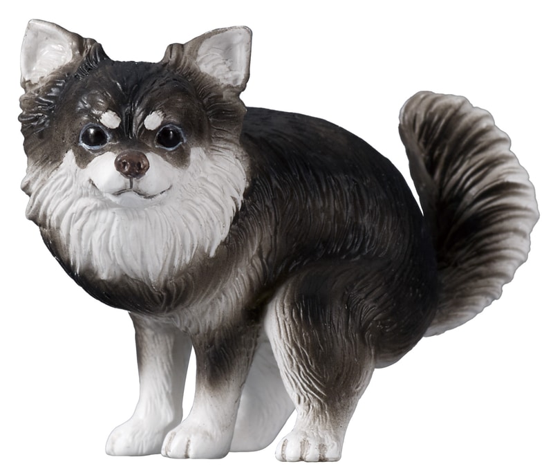 チワワ（ブラックタン）