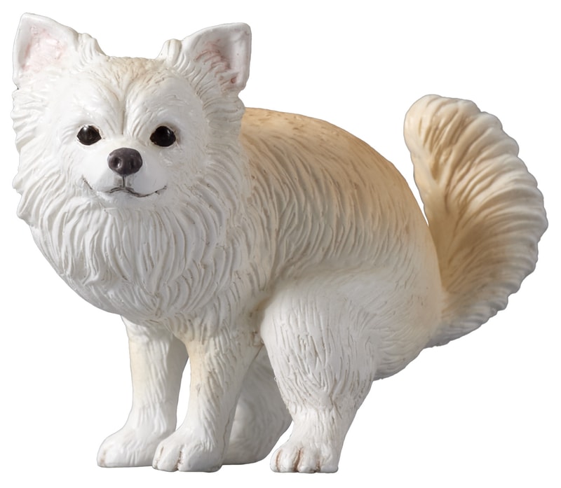 チワワ（クリーム）