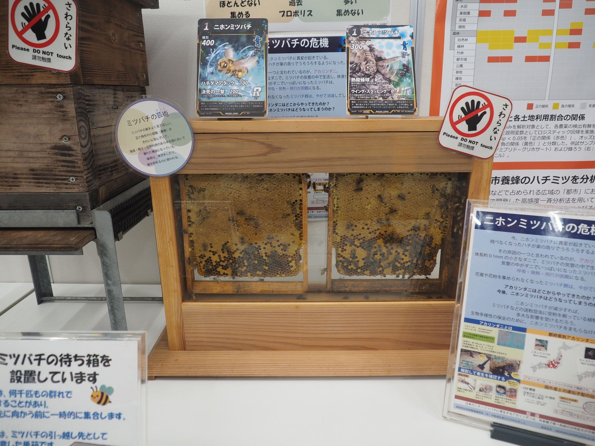 ミツバチの巣の様子