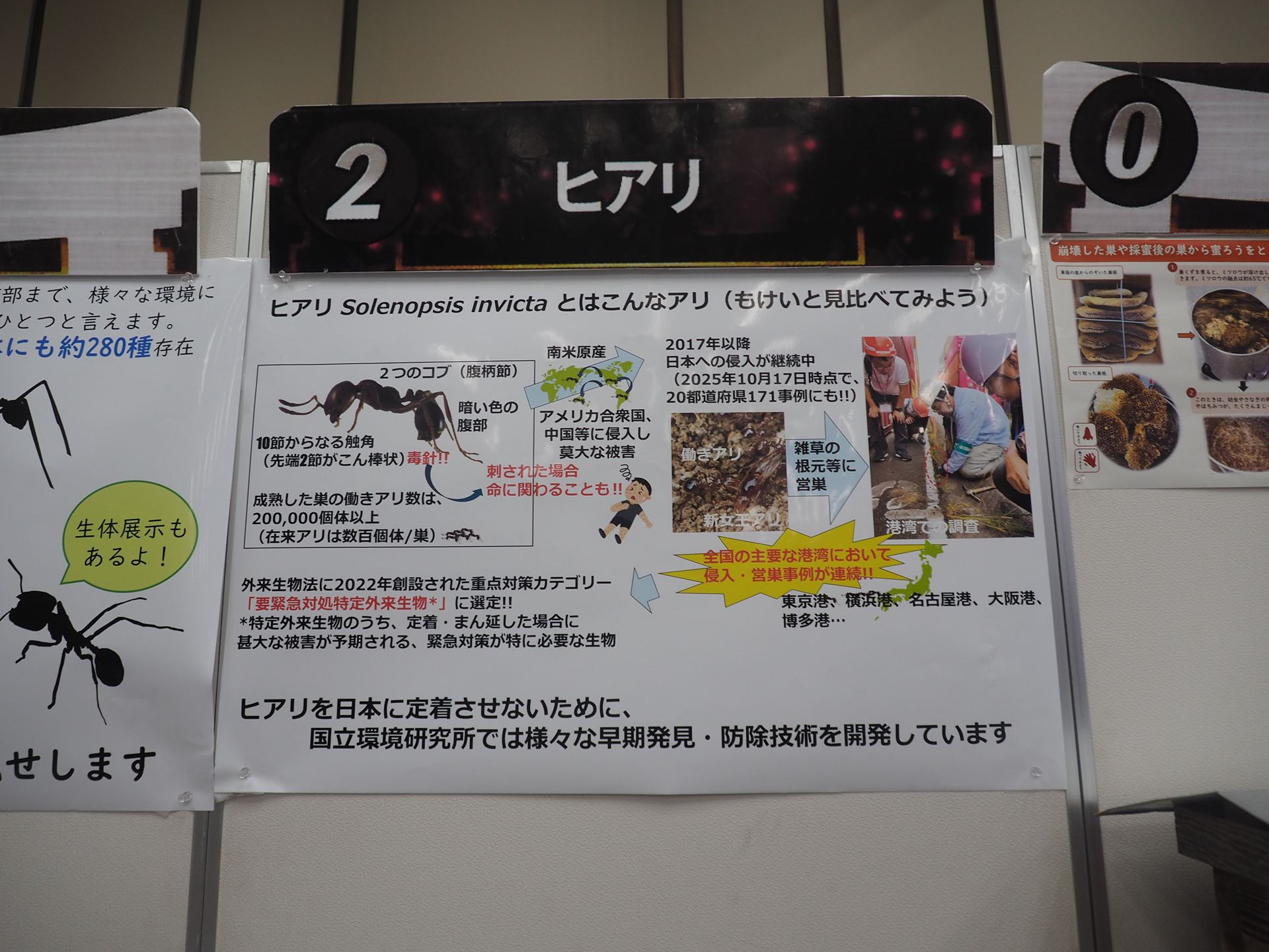 「ヒアリ」関連の展示