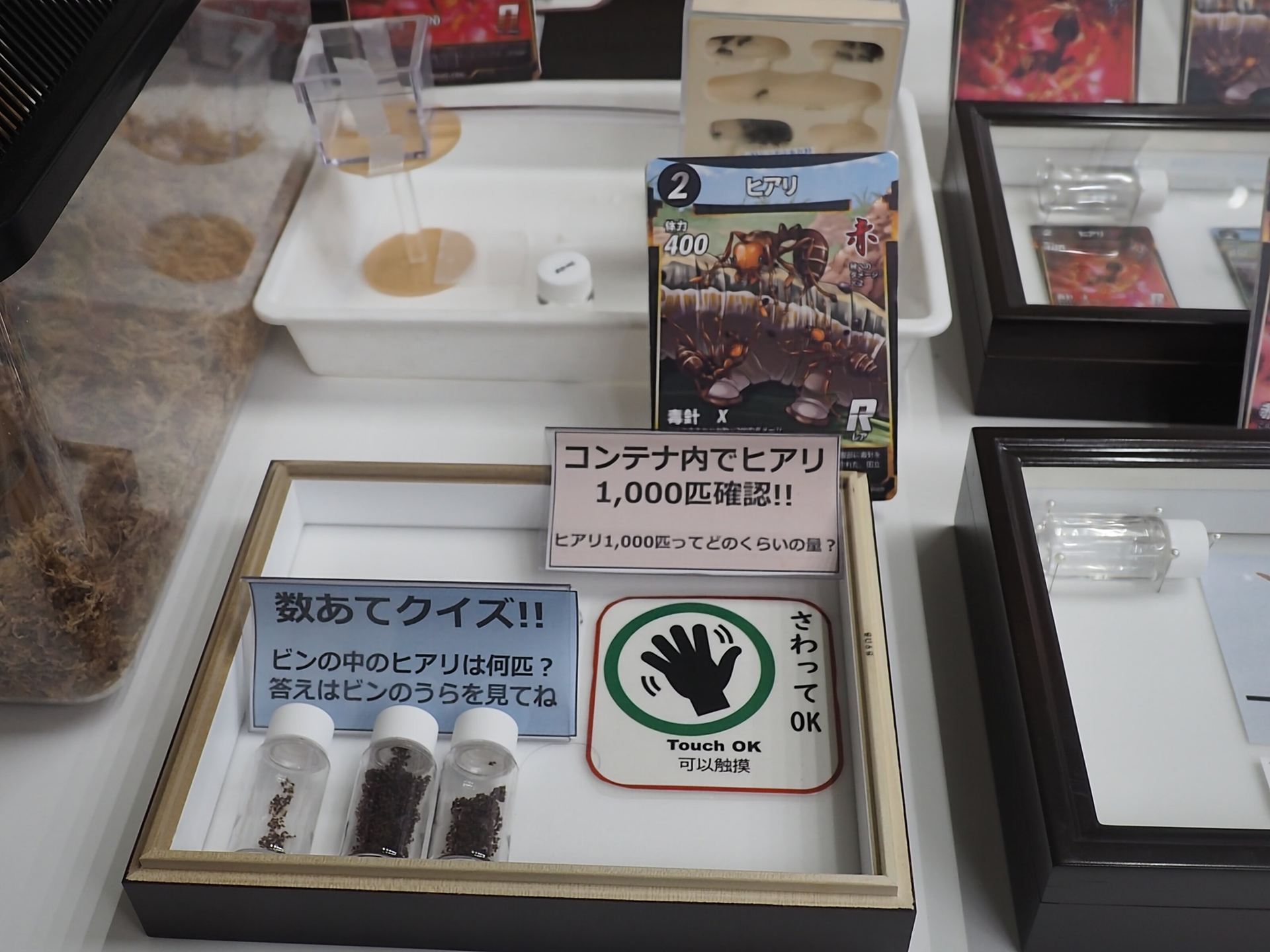  左下の3つのビンにヒアリの標本が入っている