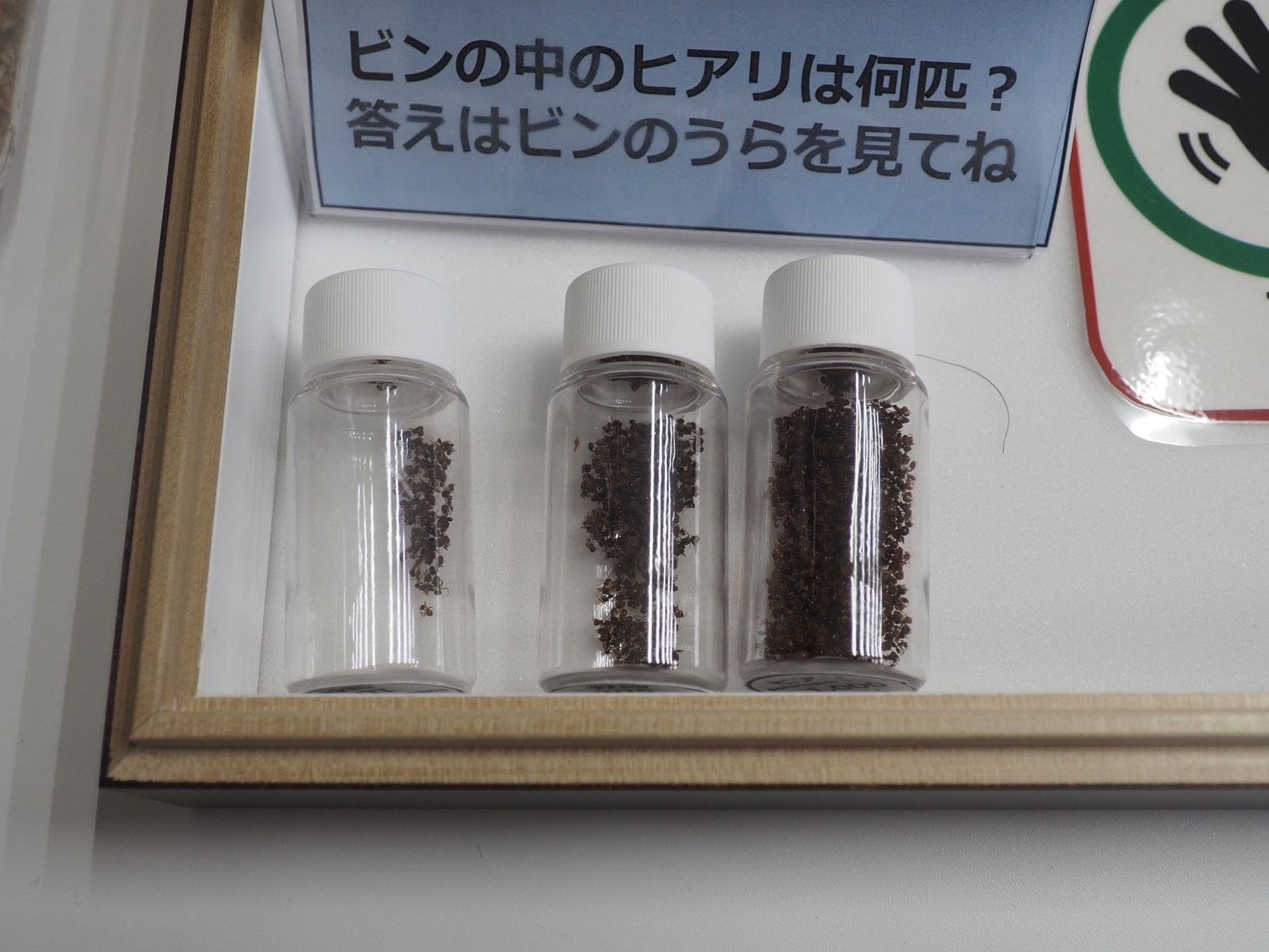 ビンに入ってるヒアリの数は左から約100匹、約500匹、約1000匹である
