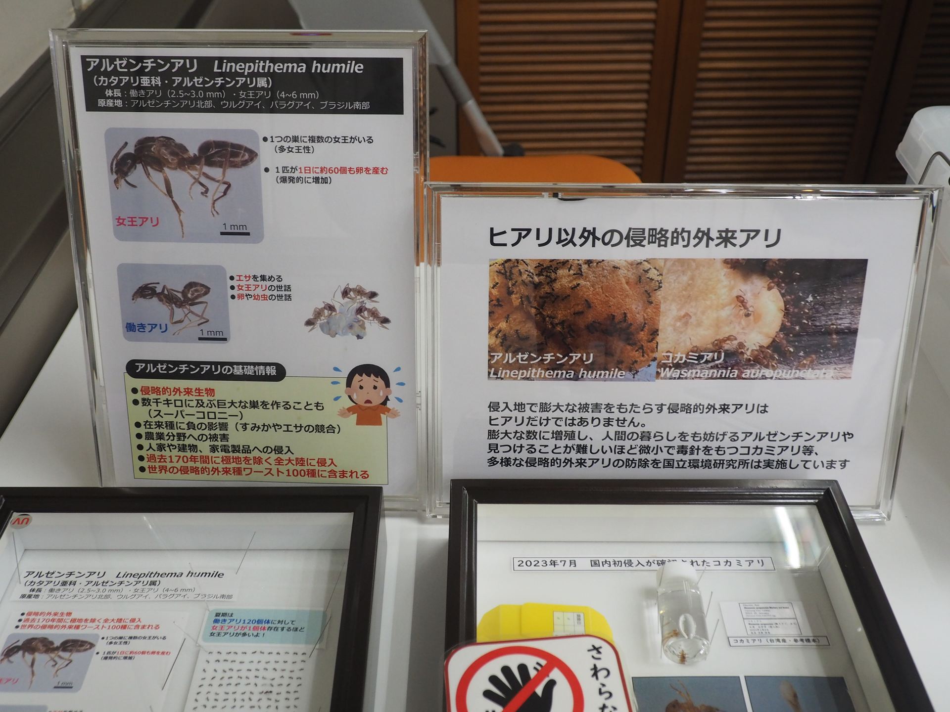 ヒアリ以外の侵略的外来アリについての説明