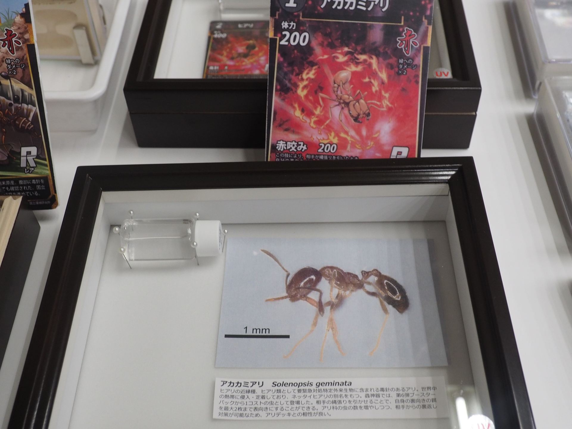 蟲神器にも登場しているアカカミアリも要緊急対処特定外来生物である