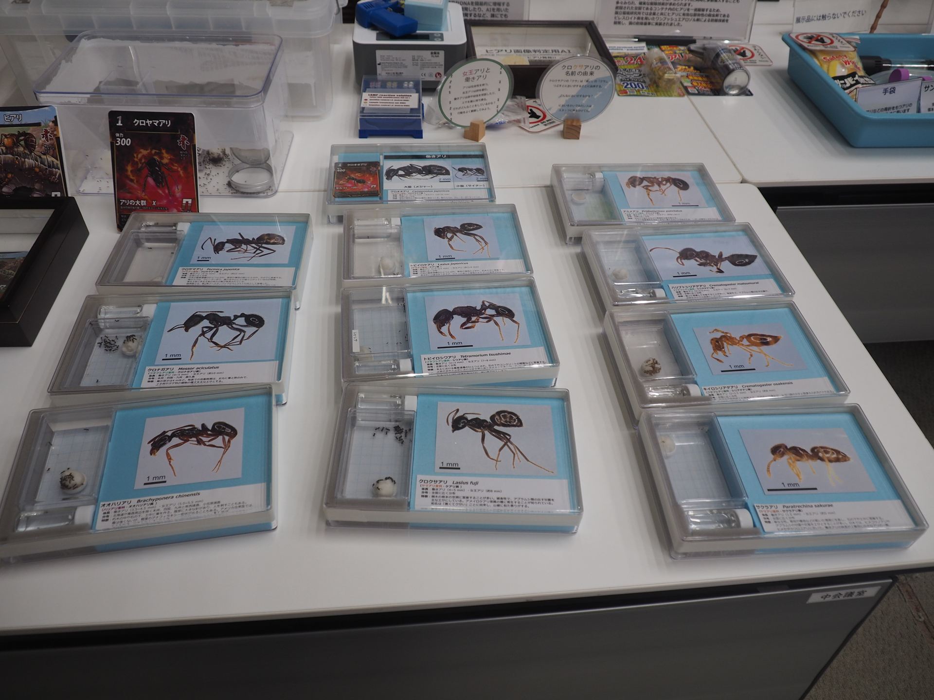 さまざまなアリが生体展示されていた