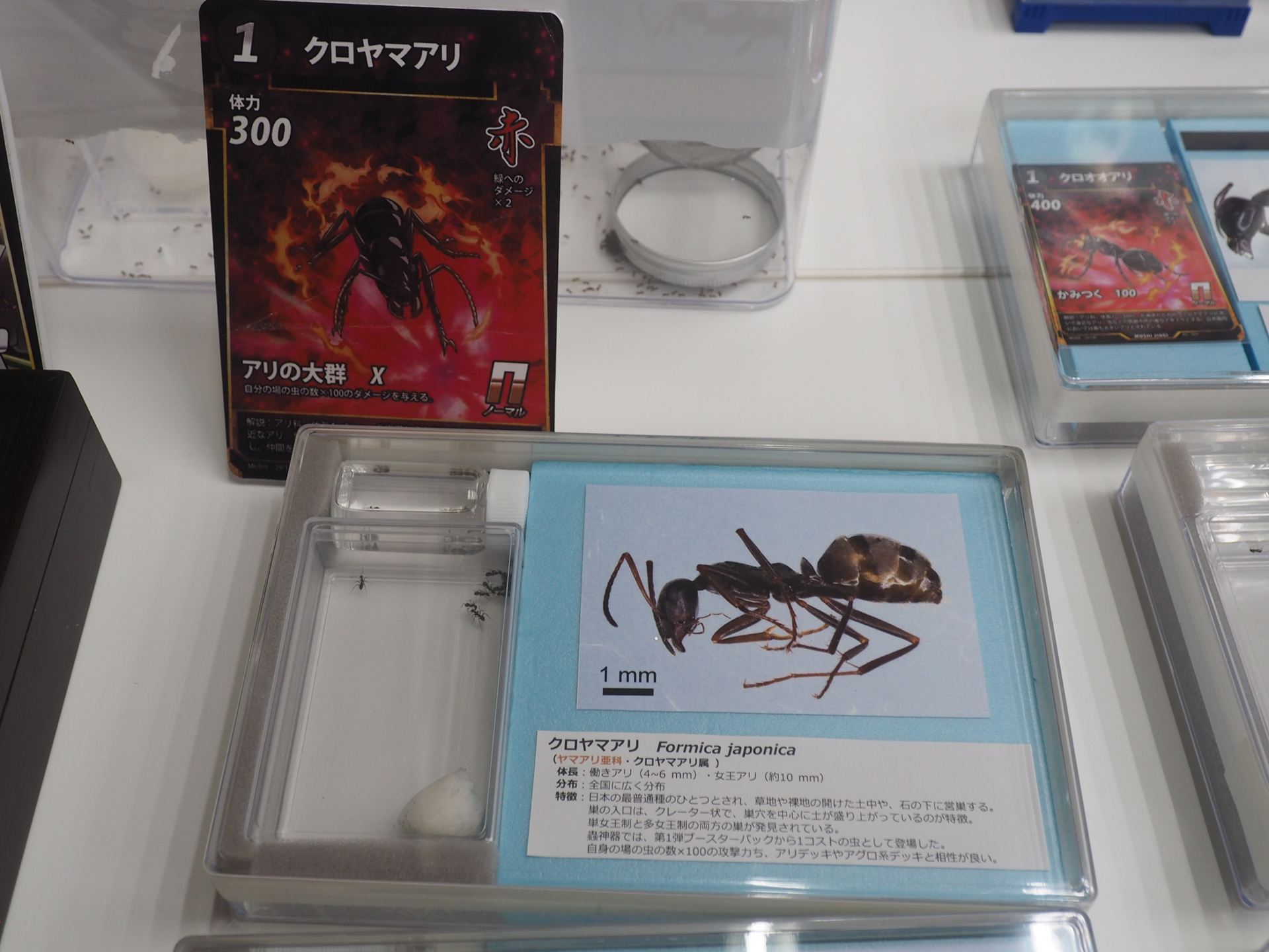 蟲神器にも登場しているクロヤマアリ