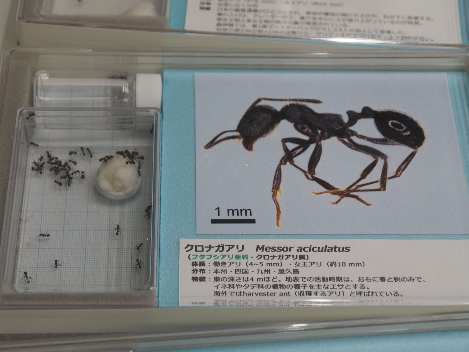 クロナガアリの生体展示