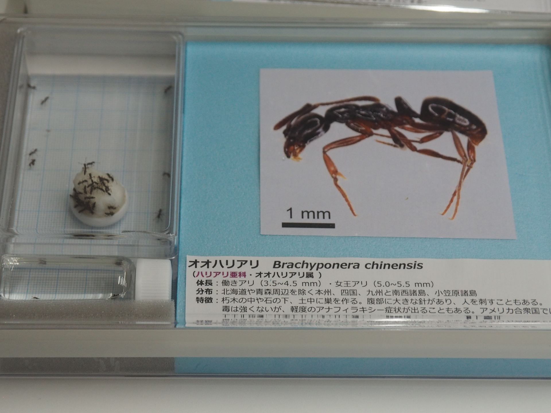オオハリアリの生体展示