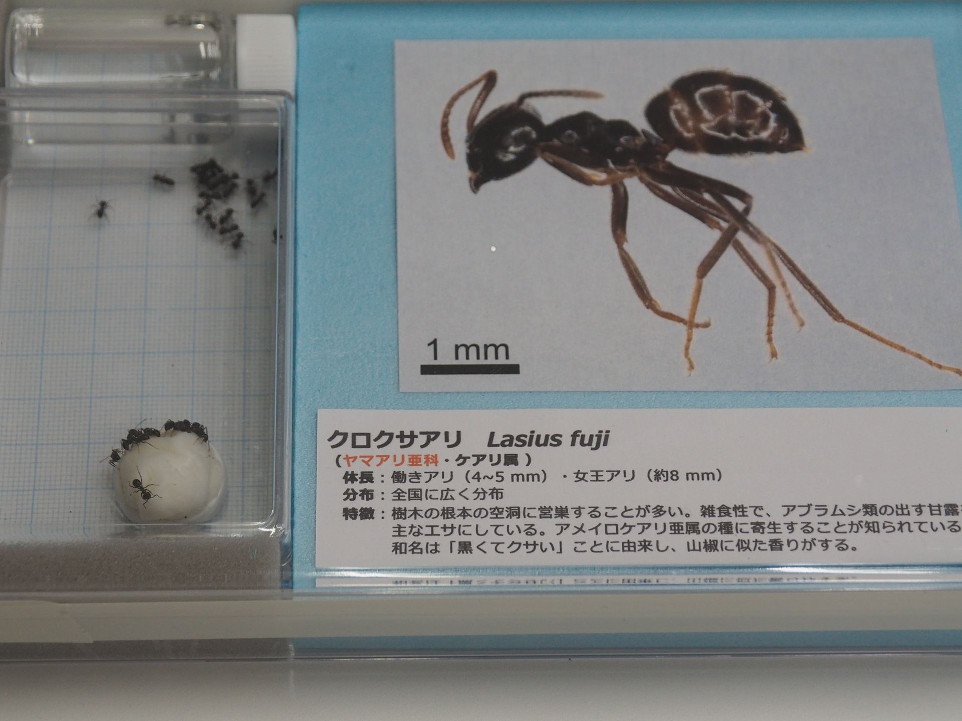 クロクサアリの生体展示