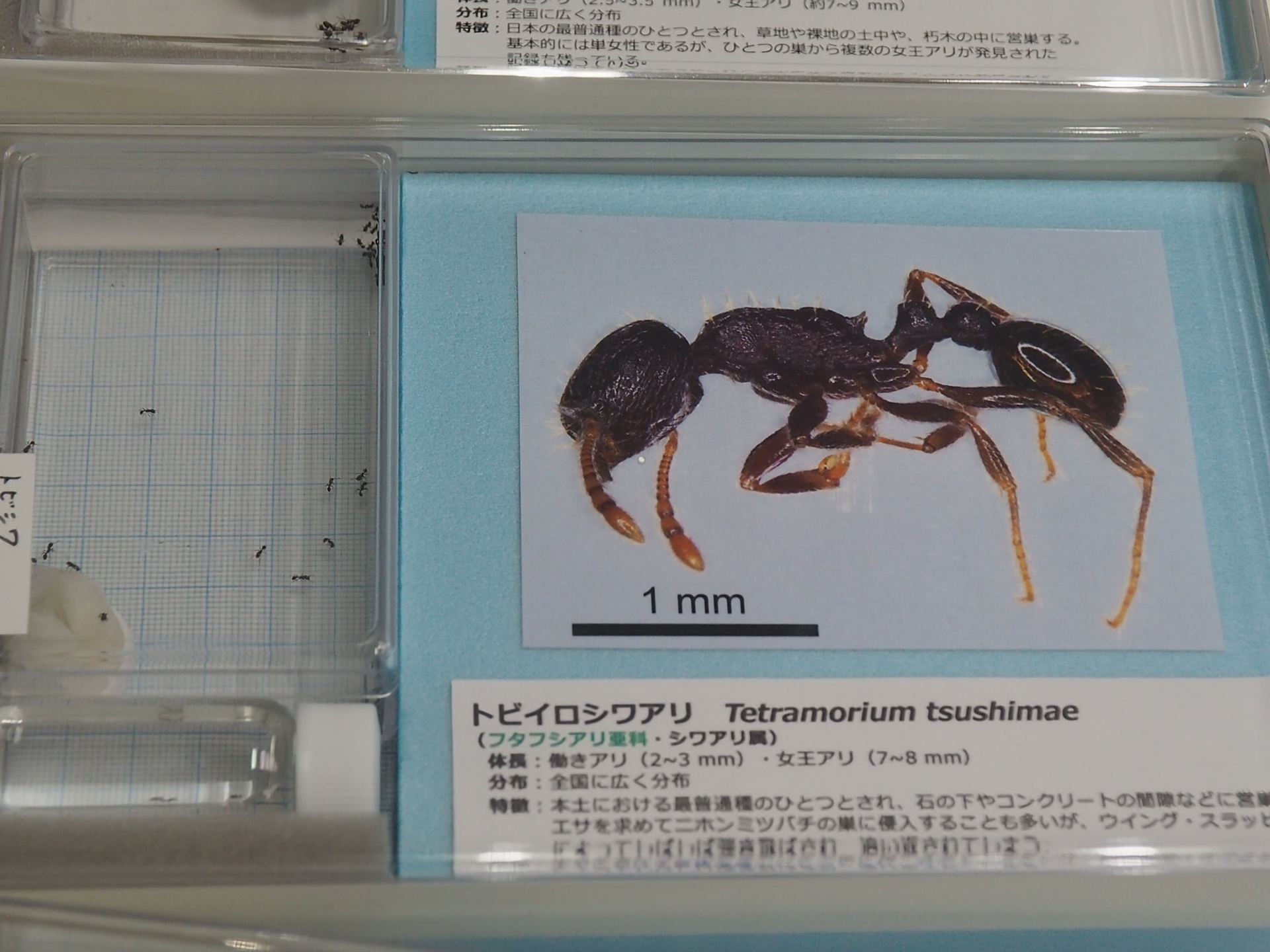 トビイロシワアリの生体展示