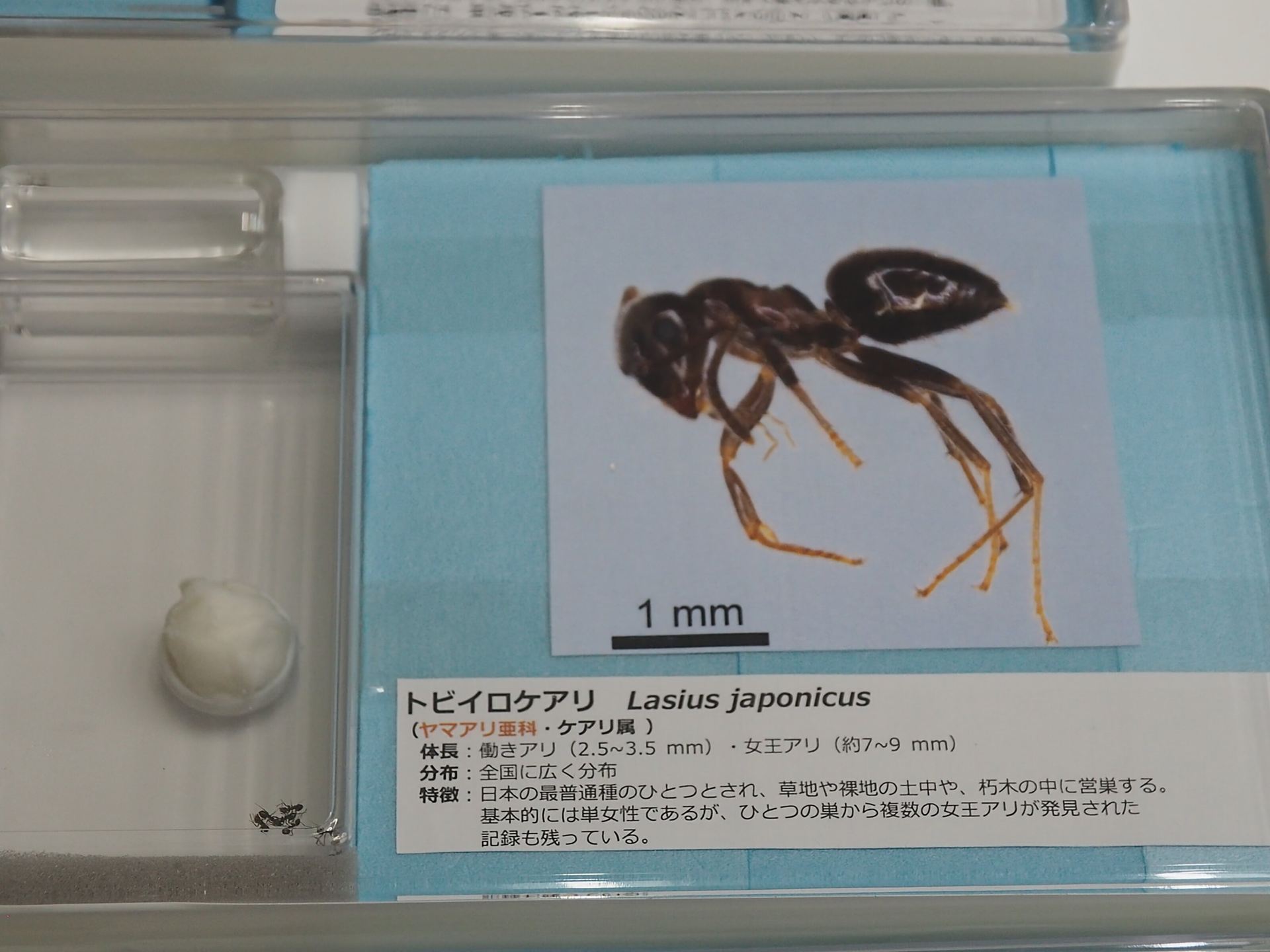 トビイロケアリの生体展示