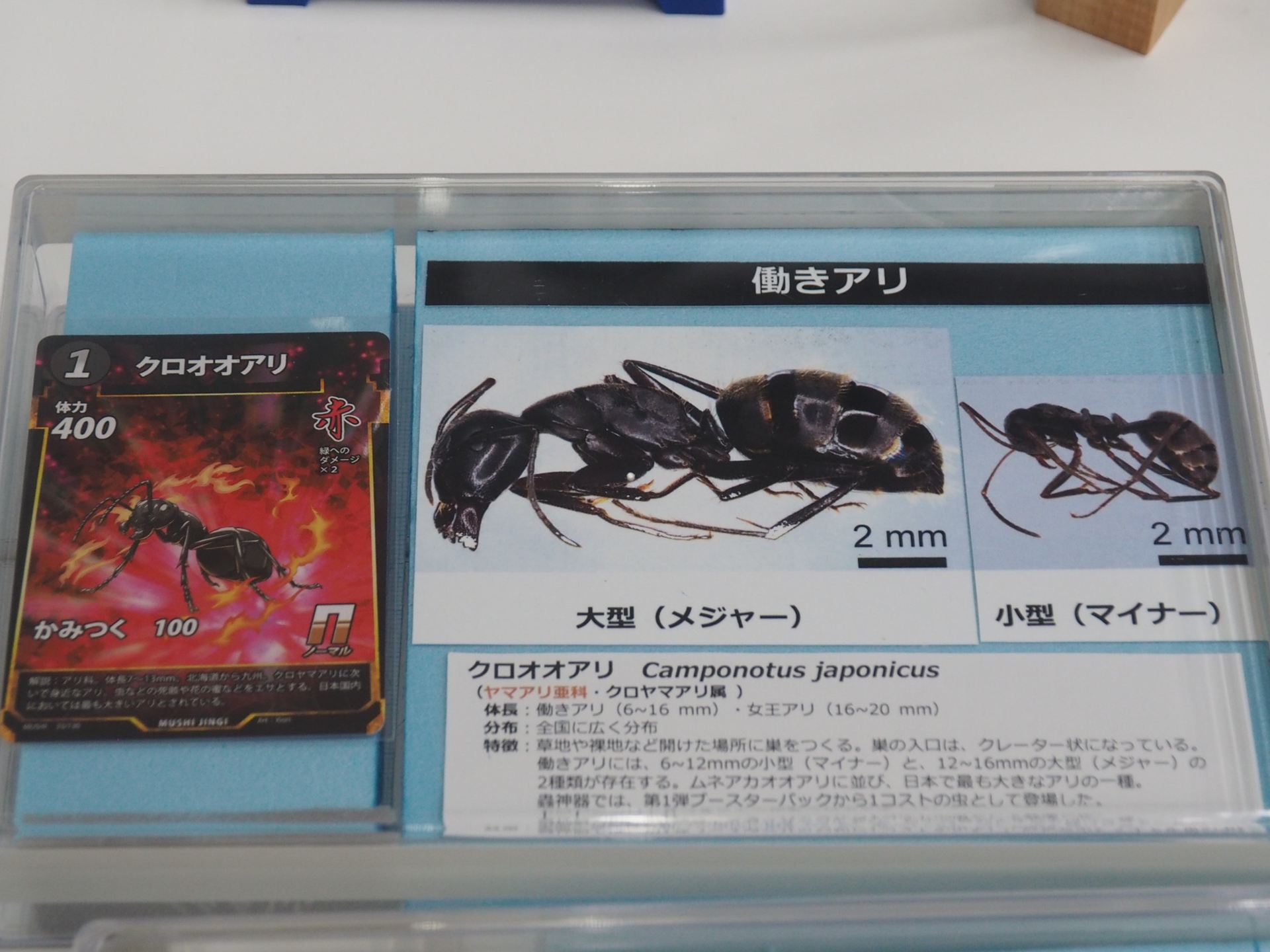 蟲神器にも登場しているクロオオアリの展示