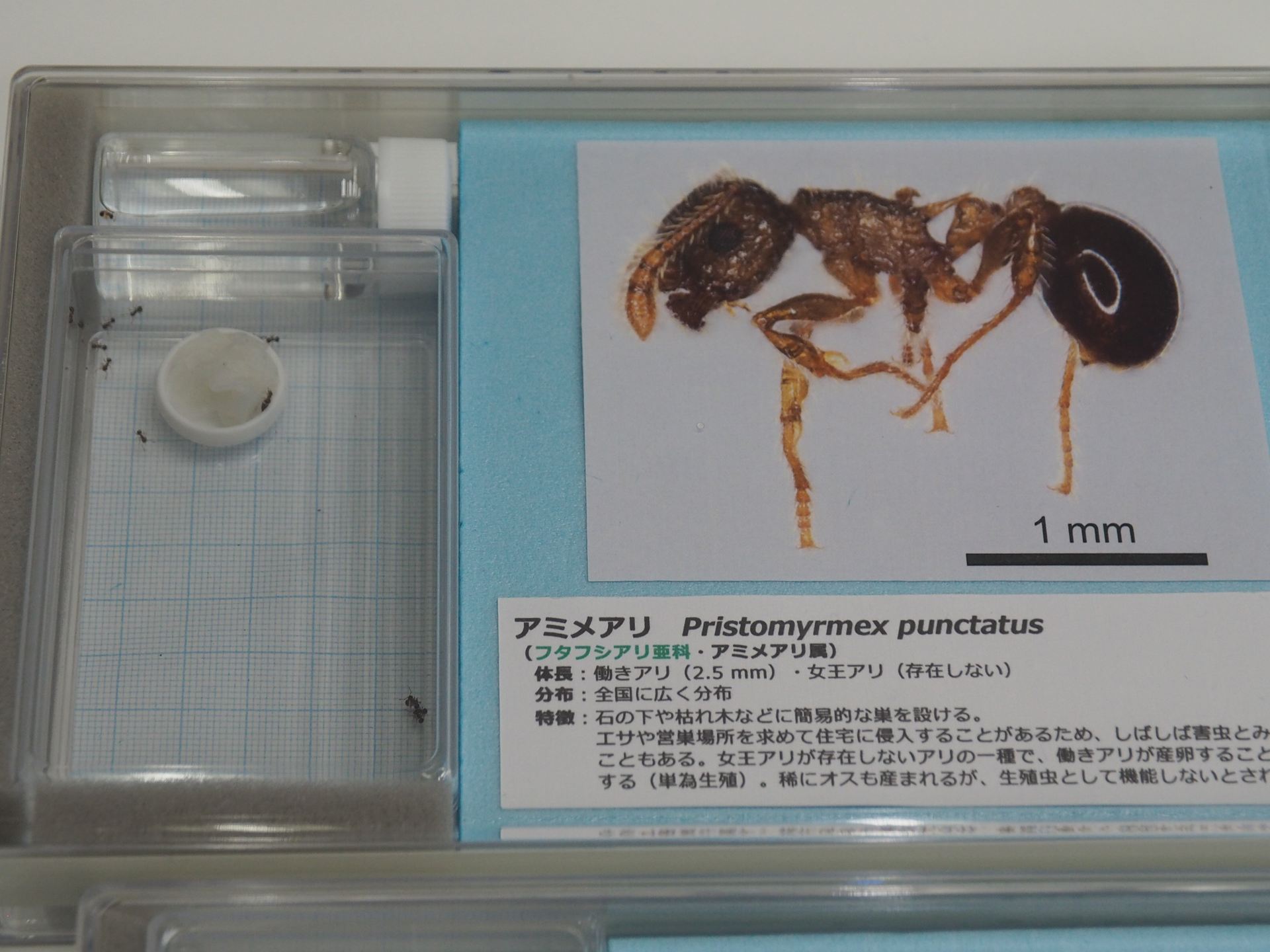 アミメアリの生体展示