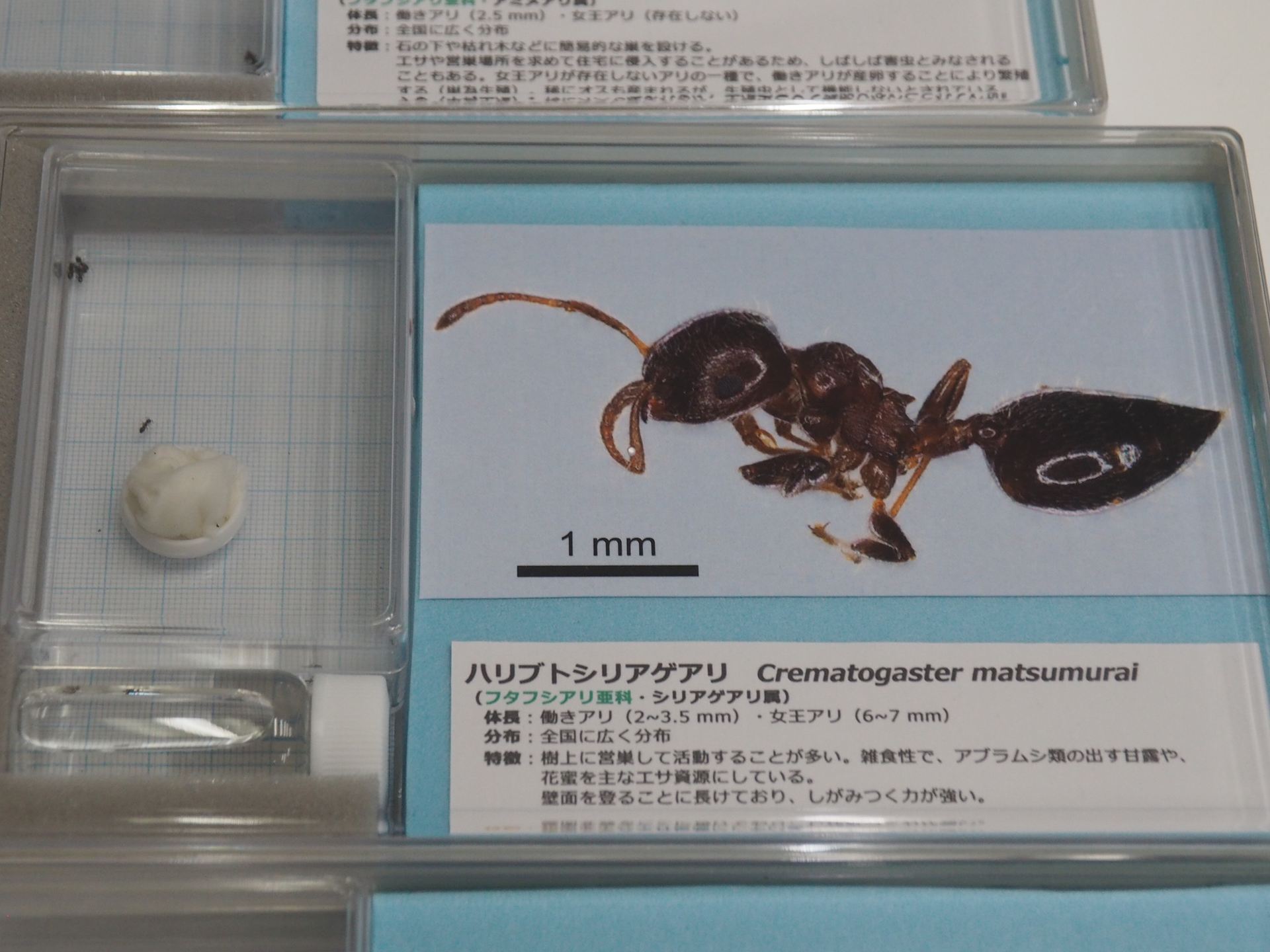 ハリブトシリアゲアリの生体展示