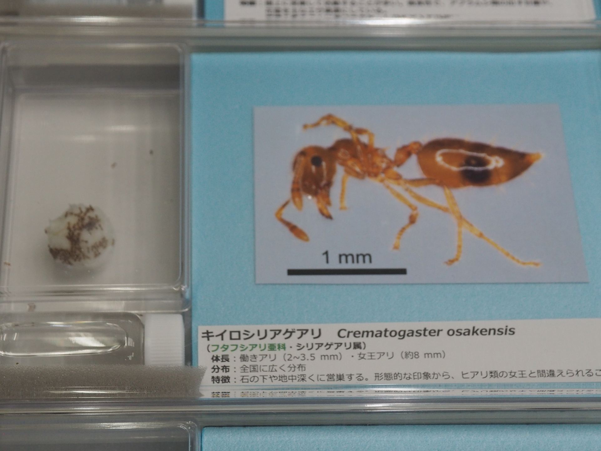 キイロシリアゲアリの生体展示