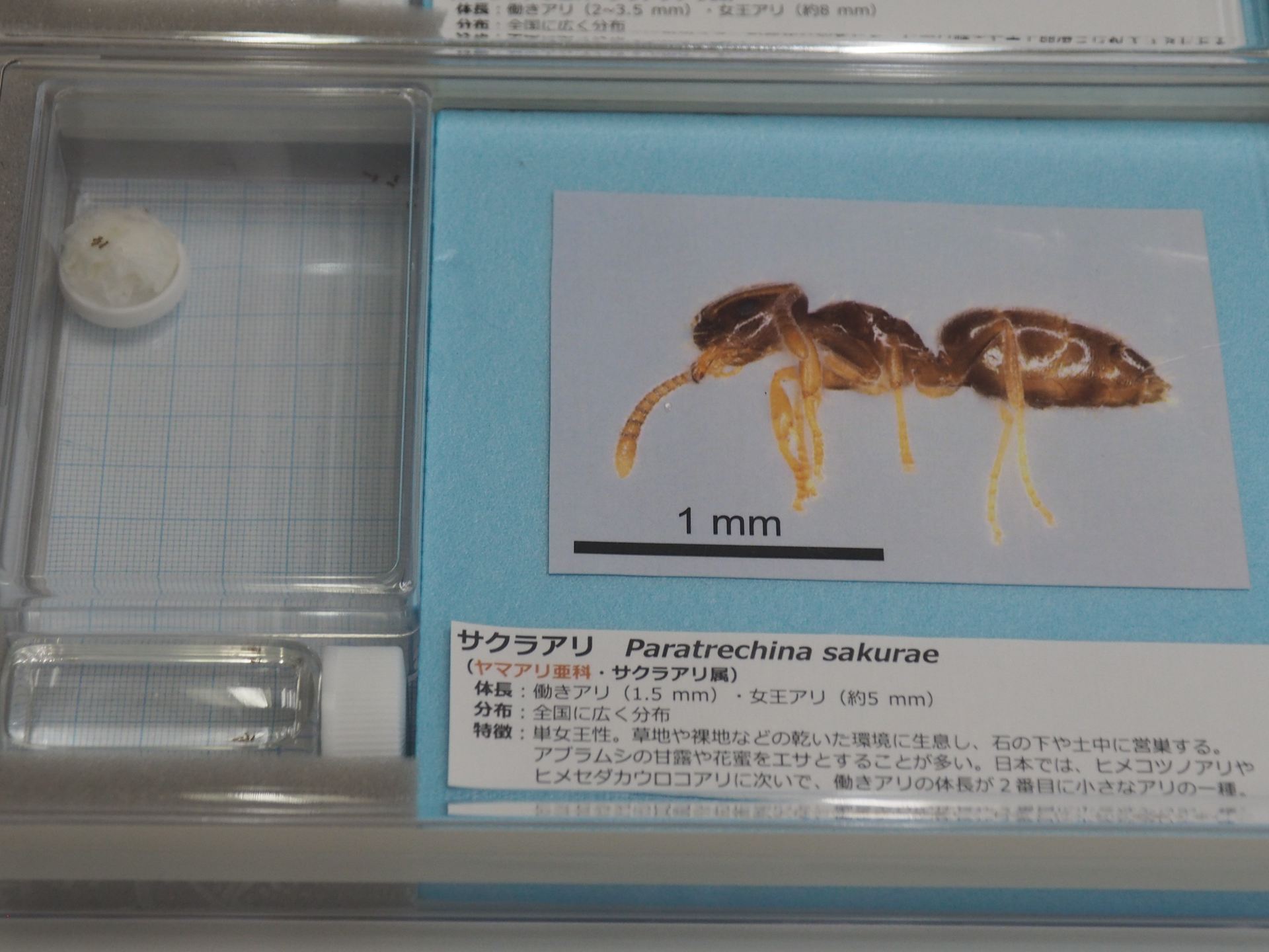 サクラアリの生体展示