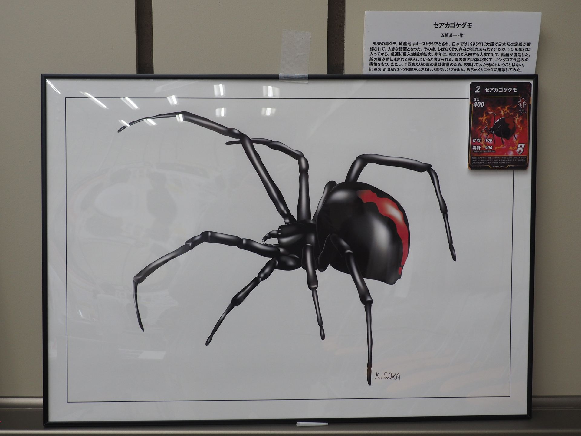 セアカゴケグモの精緻なイラスト