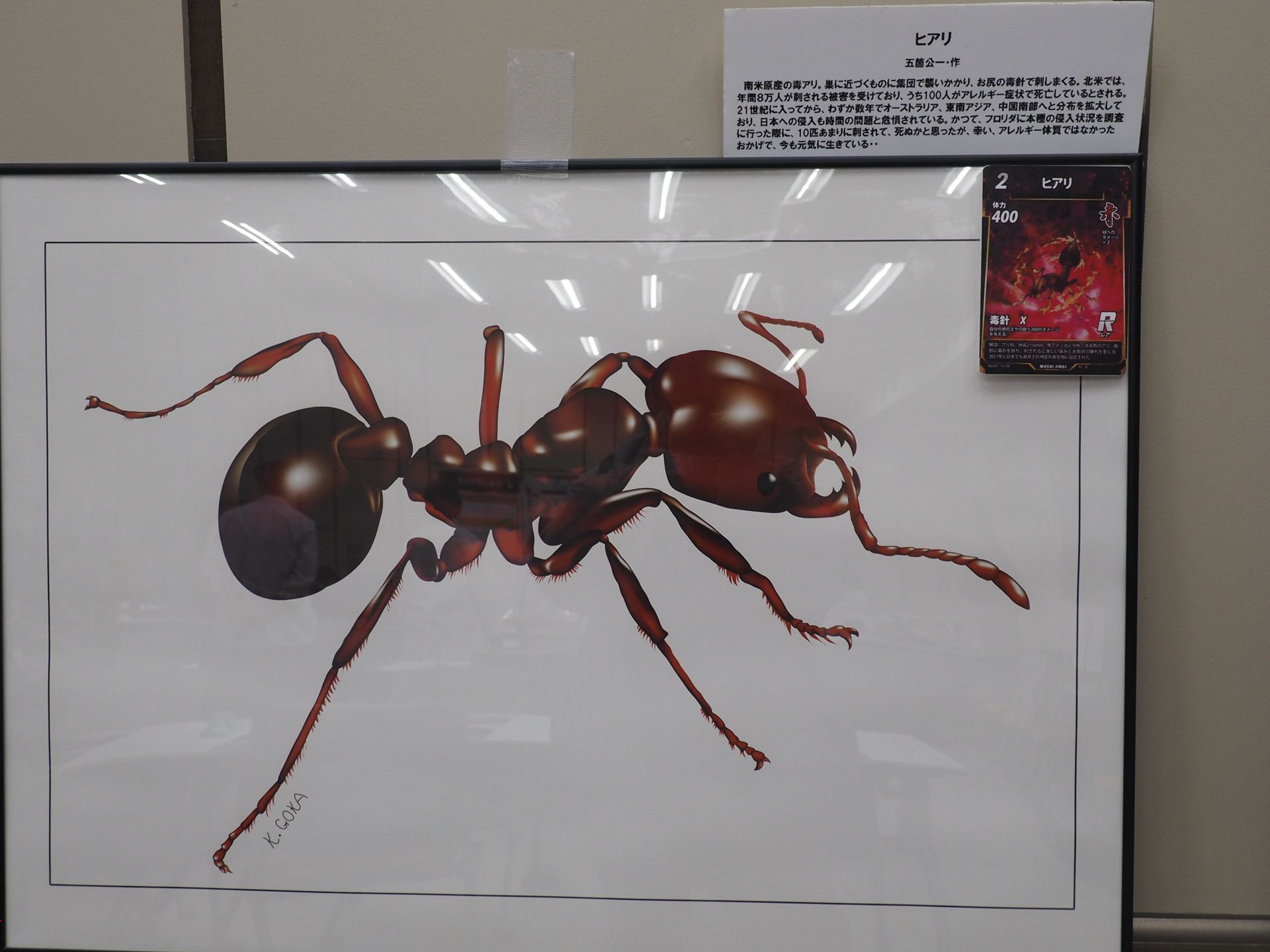 ヒアリの精緻なイラスト