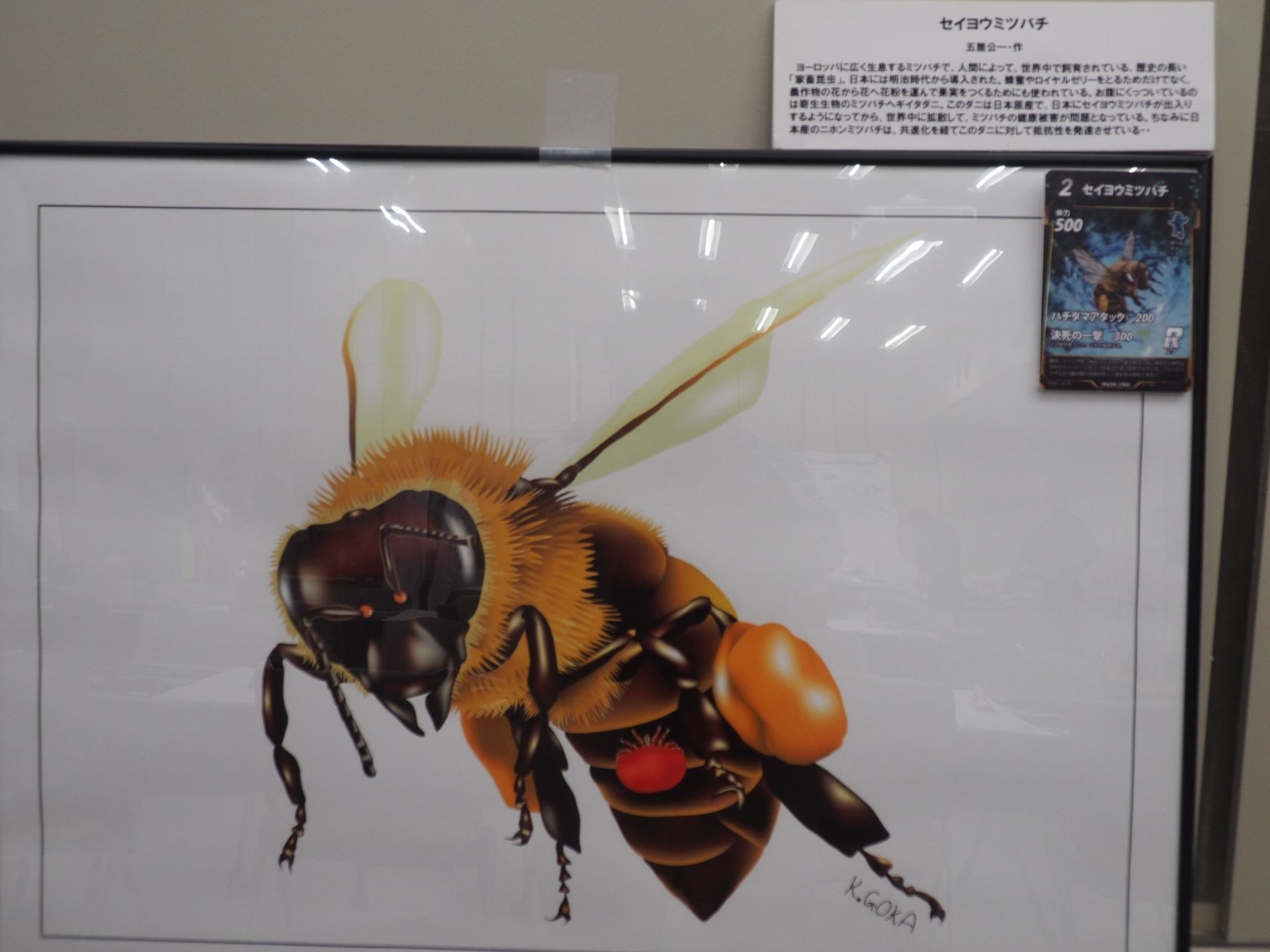 セイヨウミツバチの精緻なイラスト