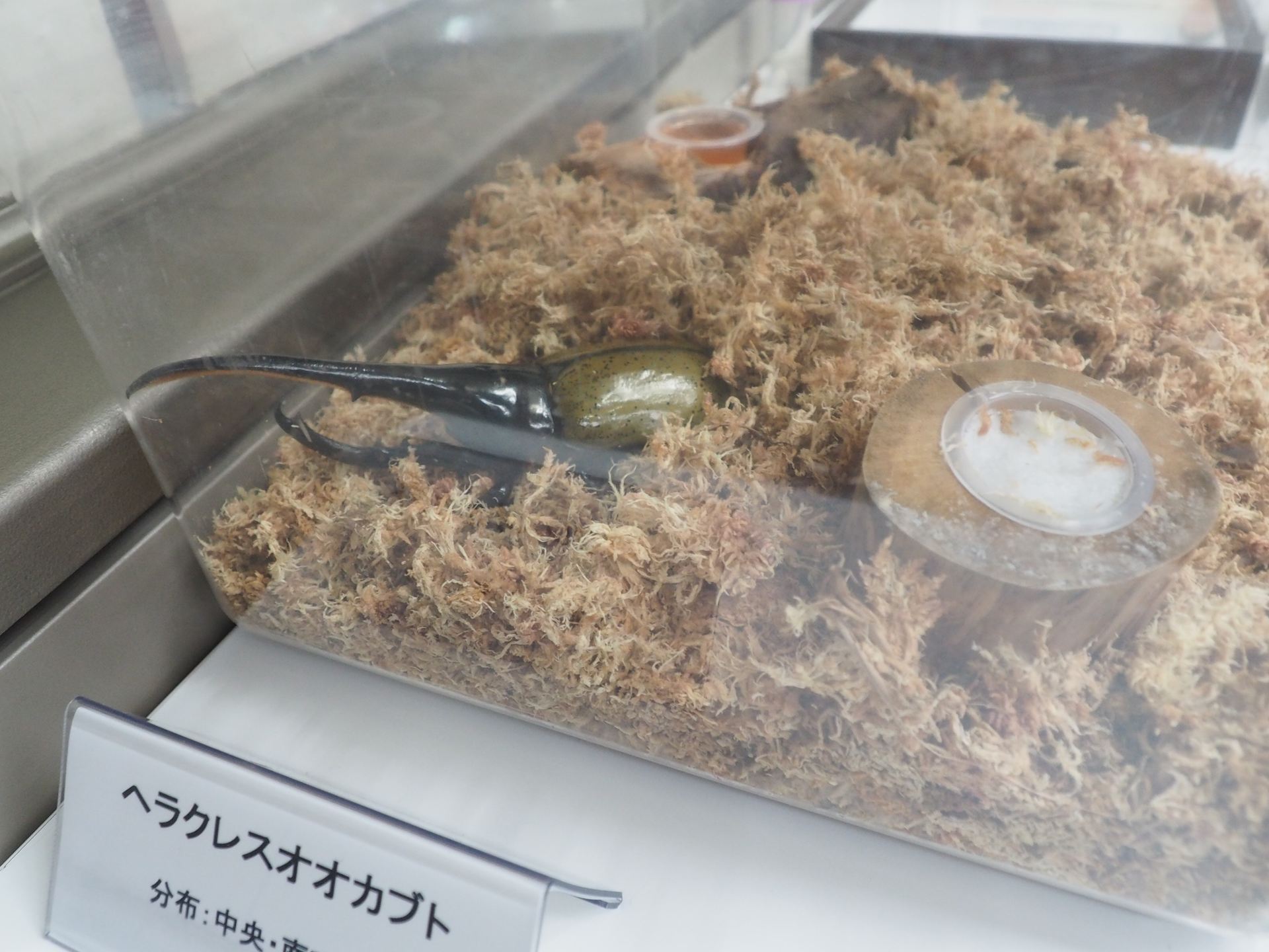 世界最大のカブトムシであるヘラクレスオオカブトの生体展示