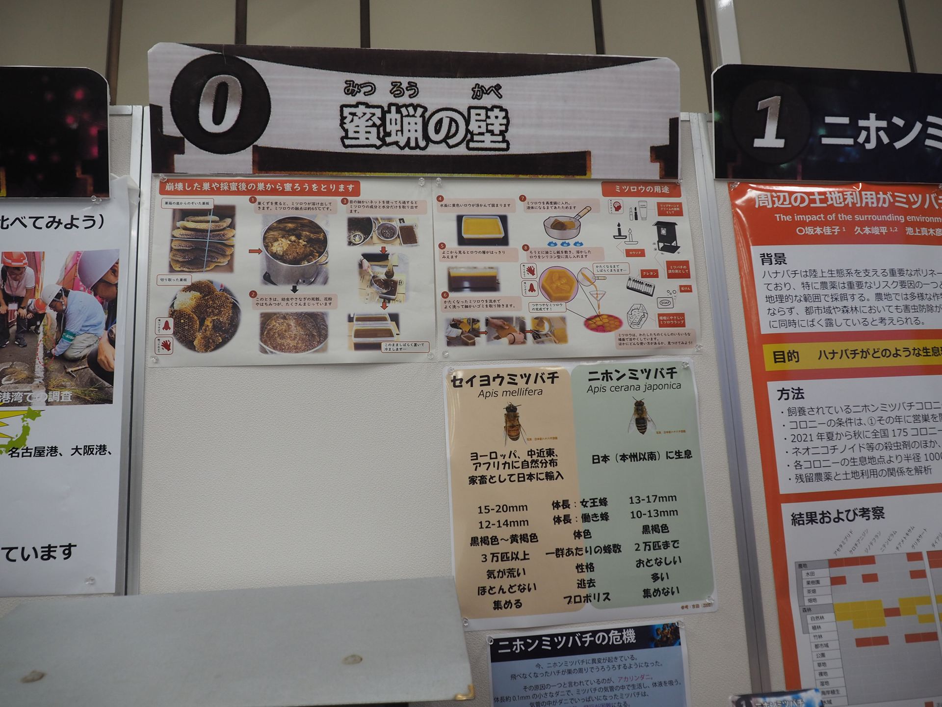 「蜜蝋の壁」関連の展示