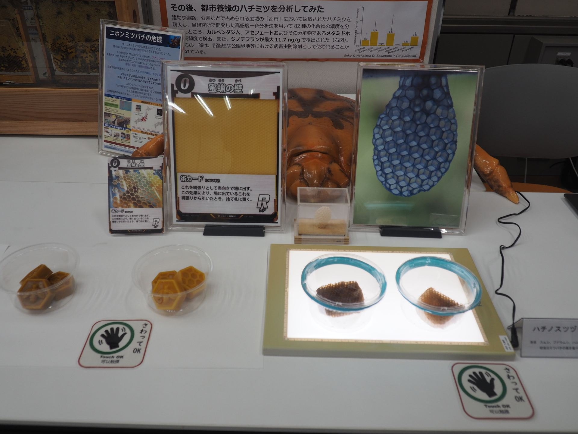 実際のミツバチの巣やそこからとれる蜜蝋の展示。手で触ることもできる