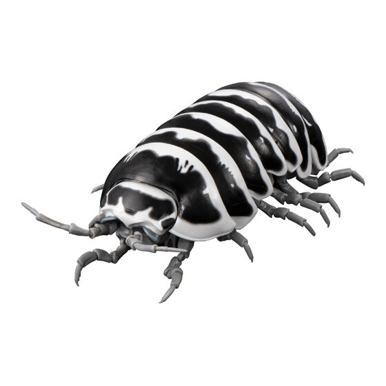 「ゼブラダンゴムシ」