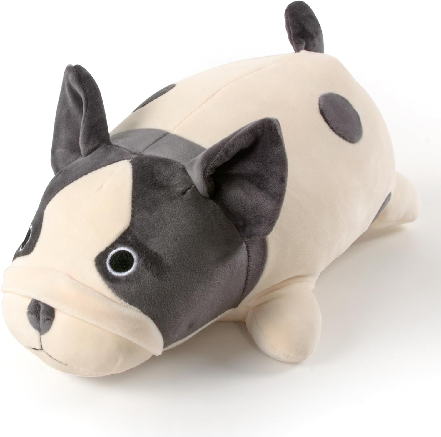 フレンチブルドッグ 約55cm