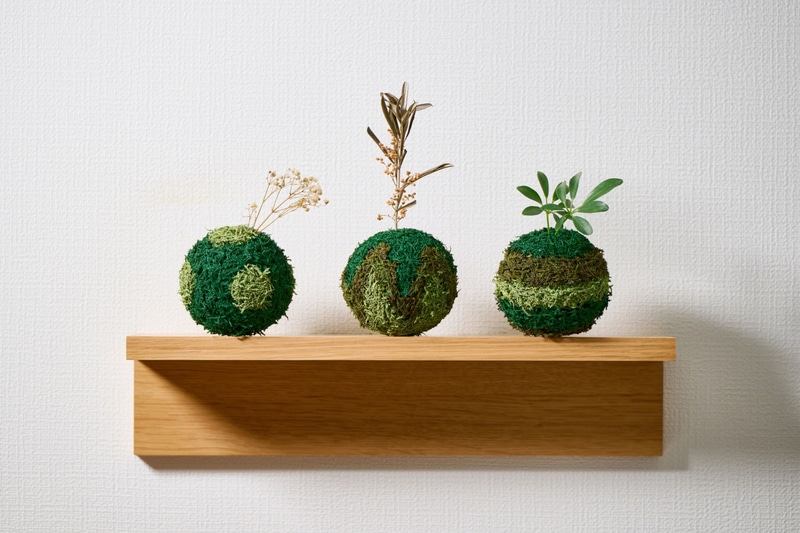 コケ玉や盆栽、テラリウムに