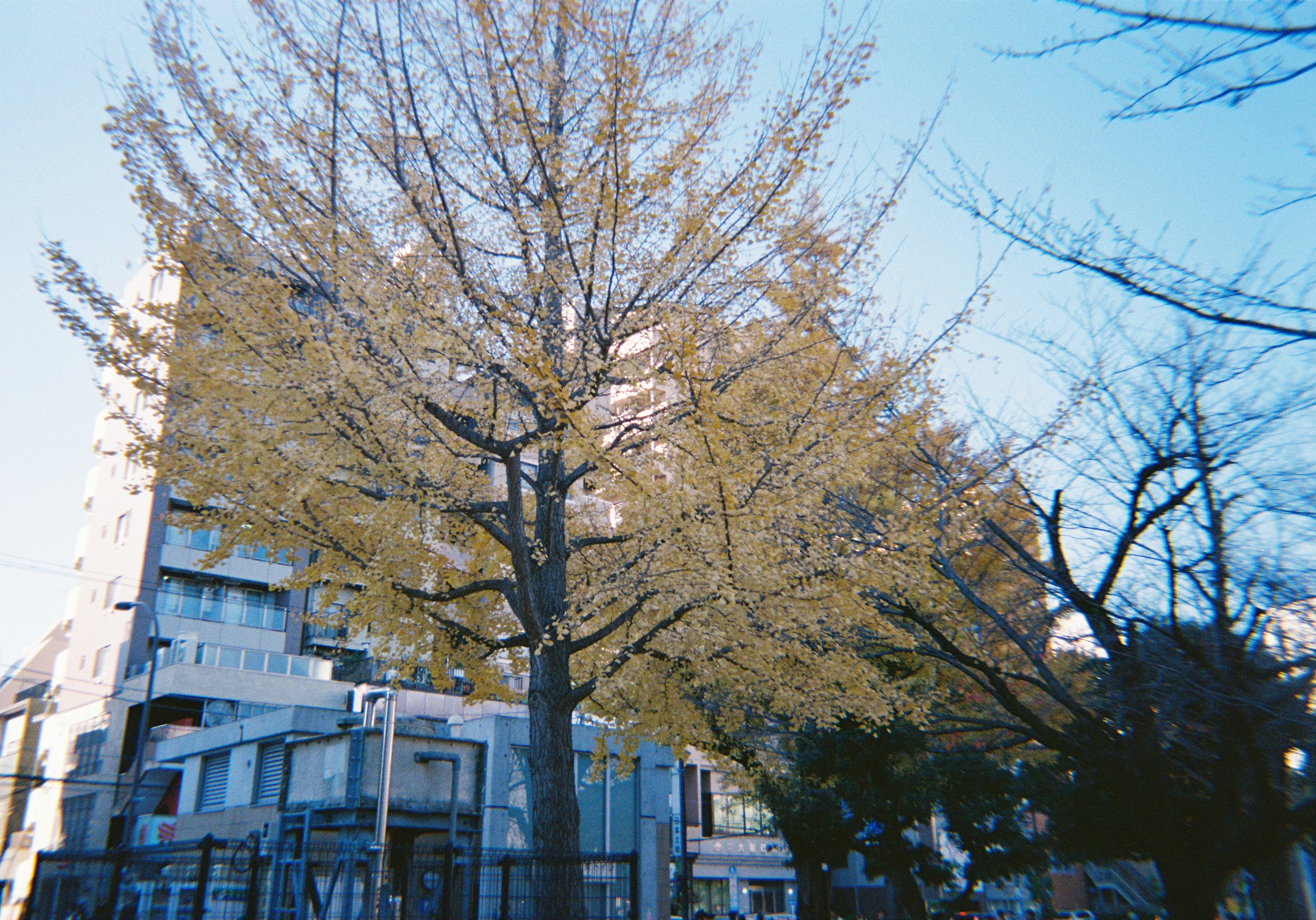 Day Shotで撮影