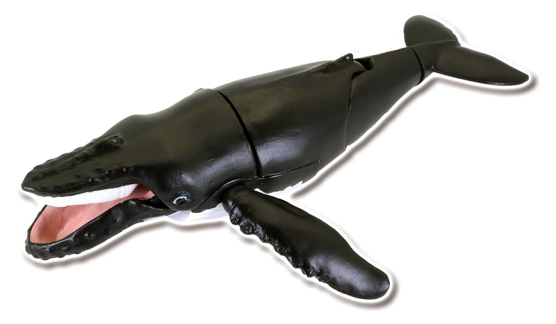 ザトウクジラ A